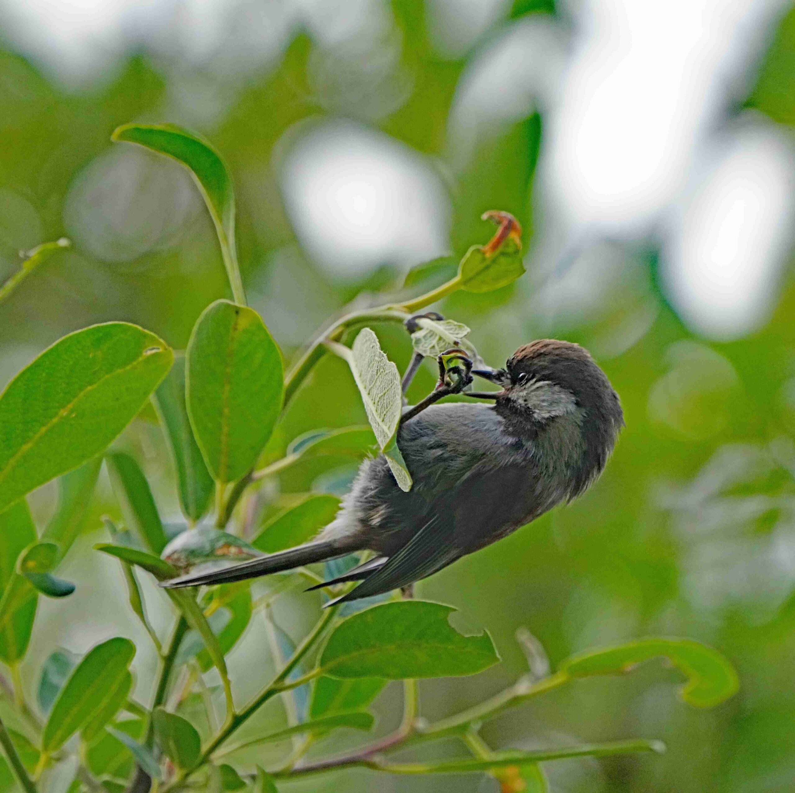 Chestnut-backed chickadee