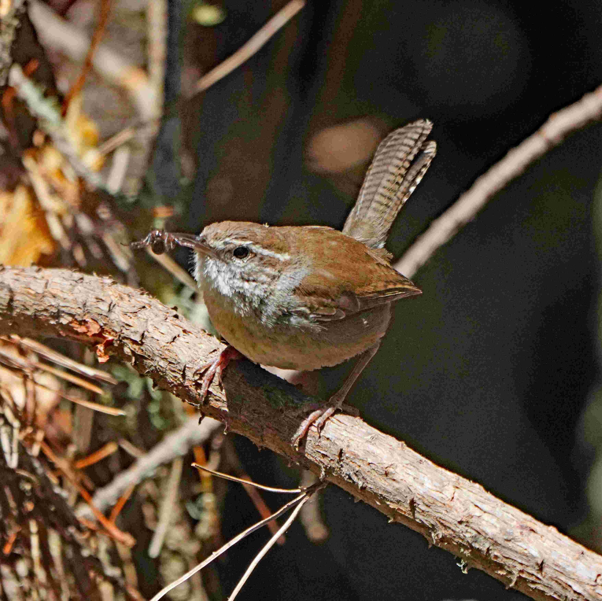 Bewick's wren