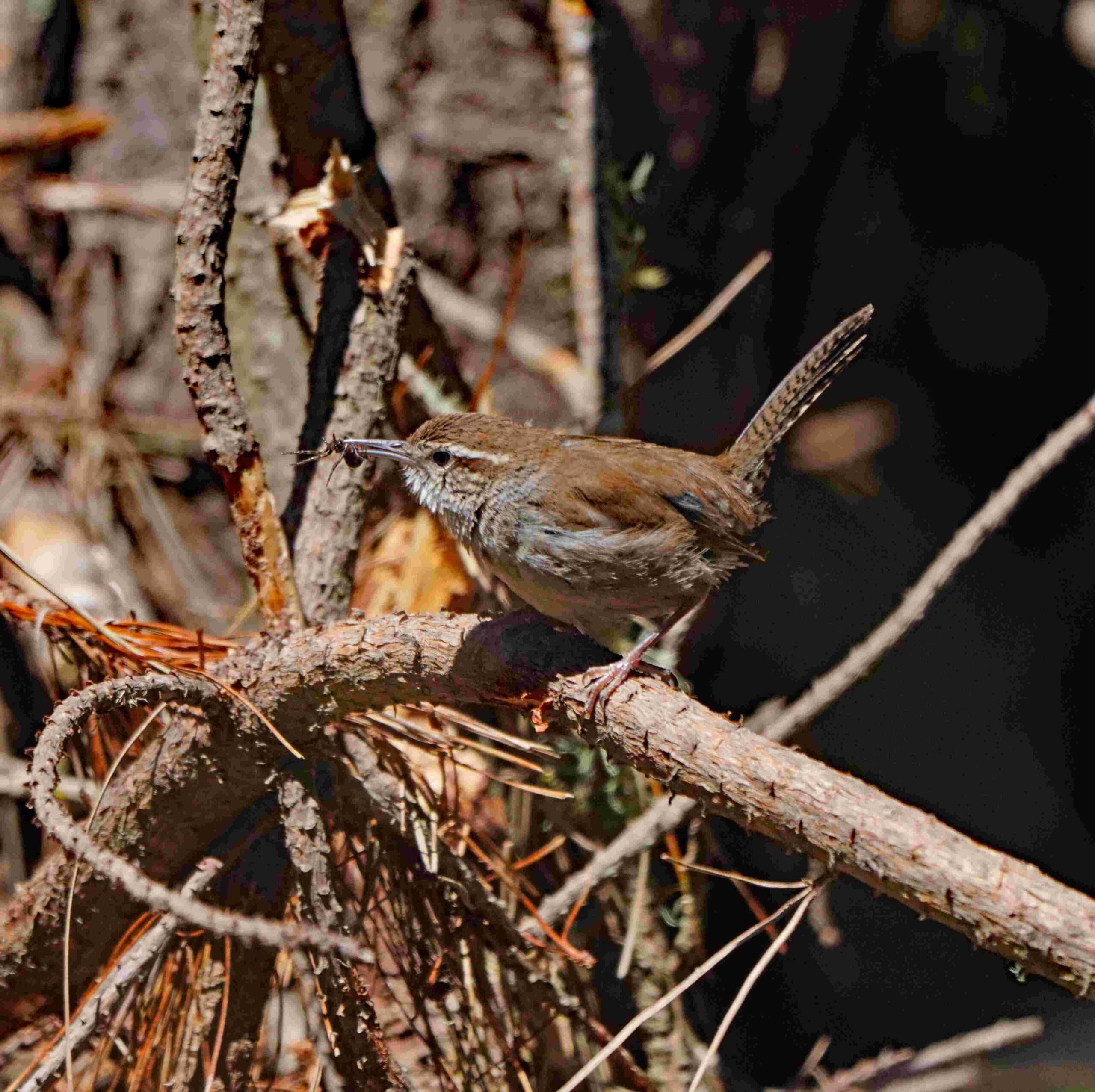 Bewick's wren