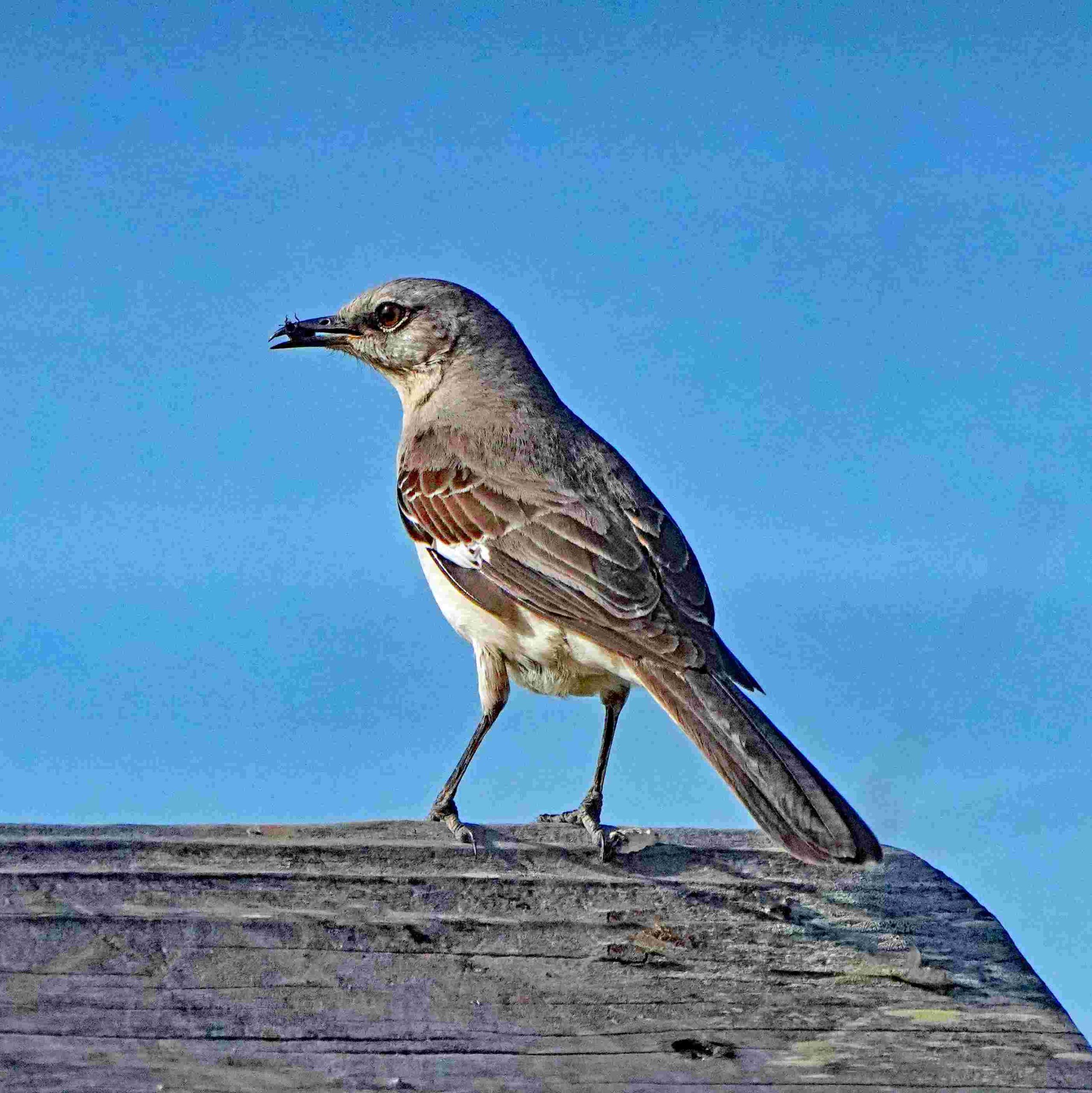 Northern Mockingbird with Bug