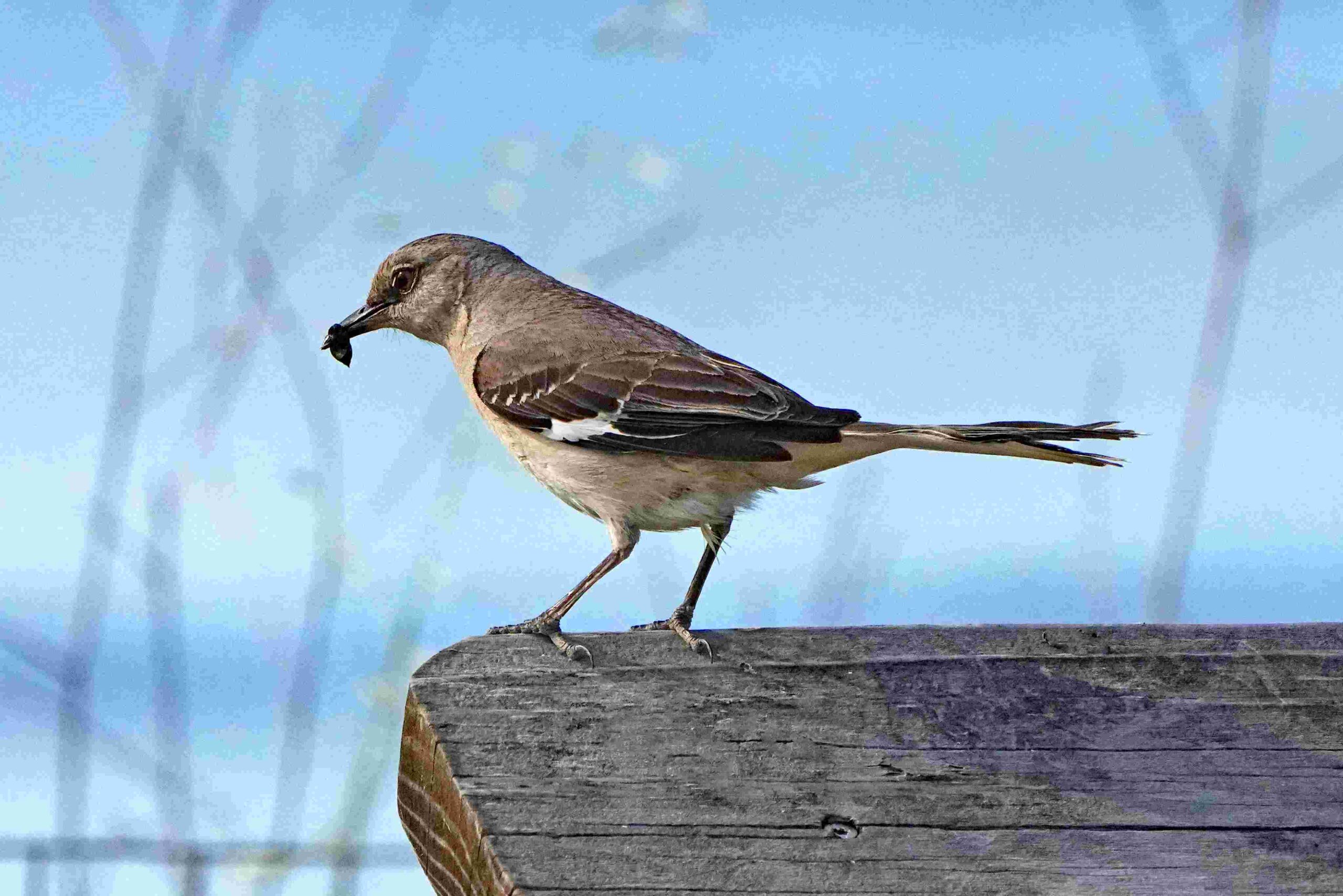 Northern Mockingbird with Bug