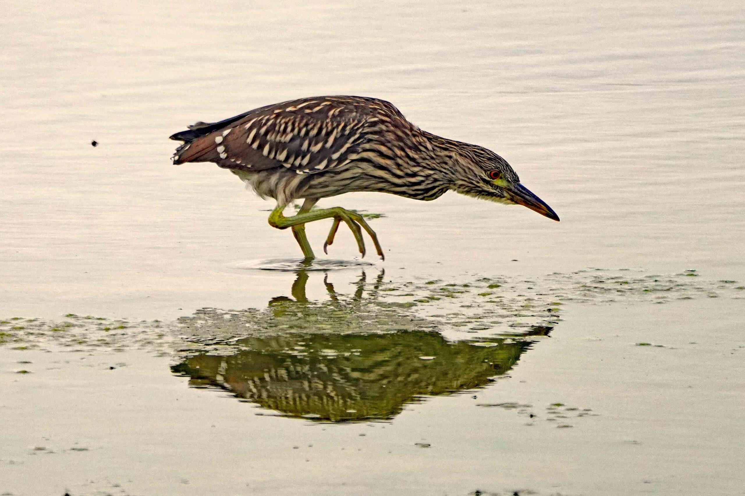 Black-crowned Night Heron (Juvenile)