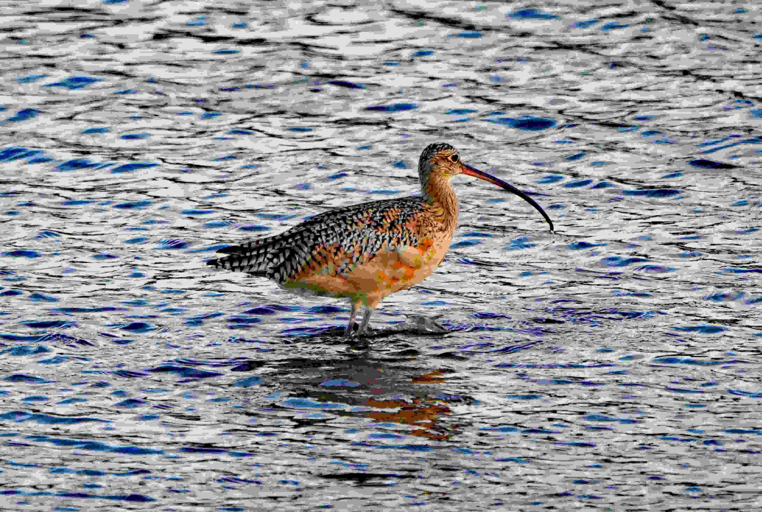 Long-billed Curlew