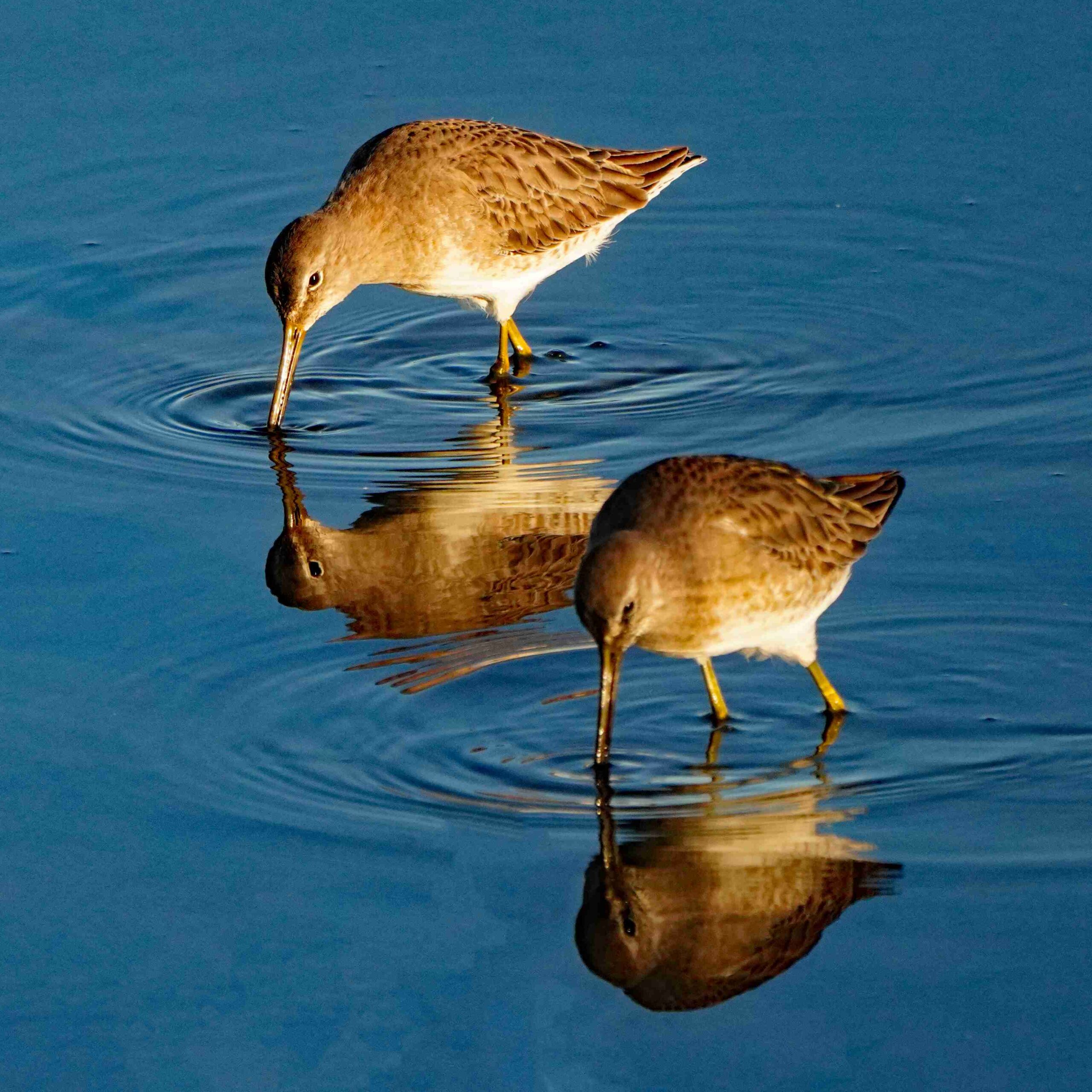 Long-billed Dowitcher