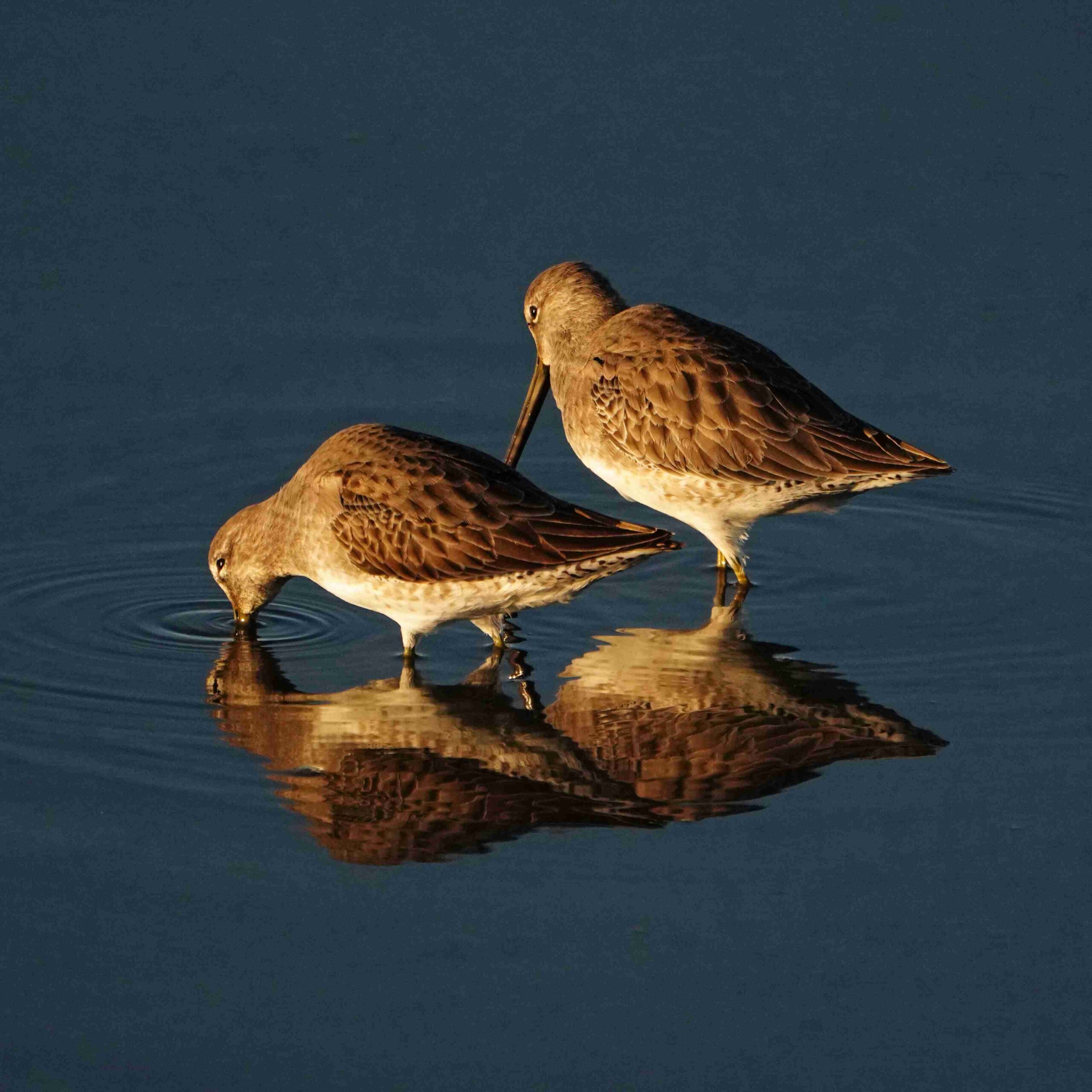 Long-billed Dowitcher