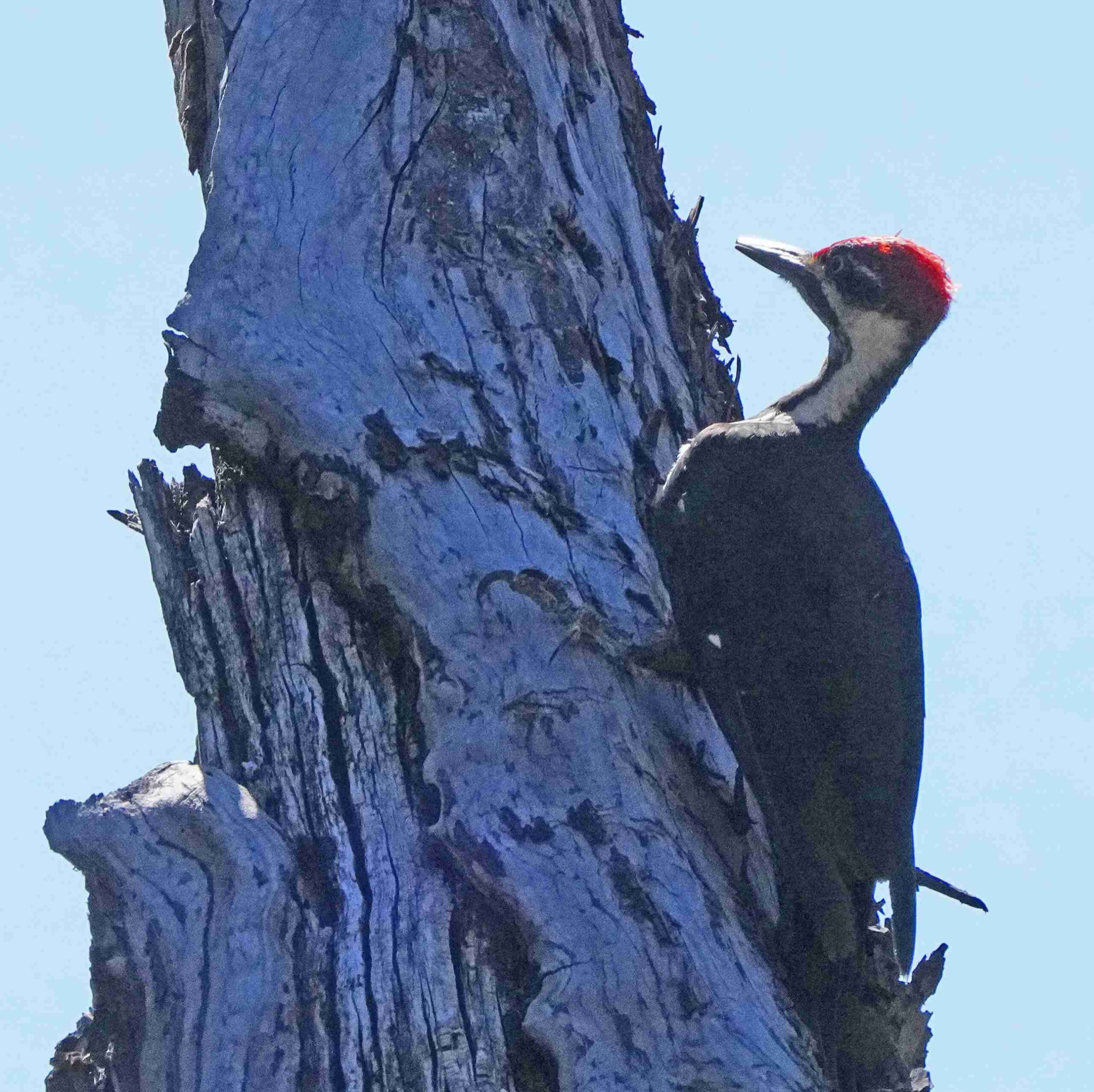 Pileated Woodpecker