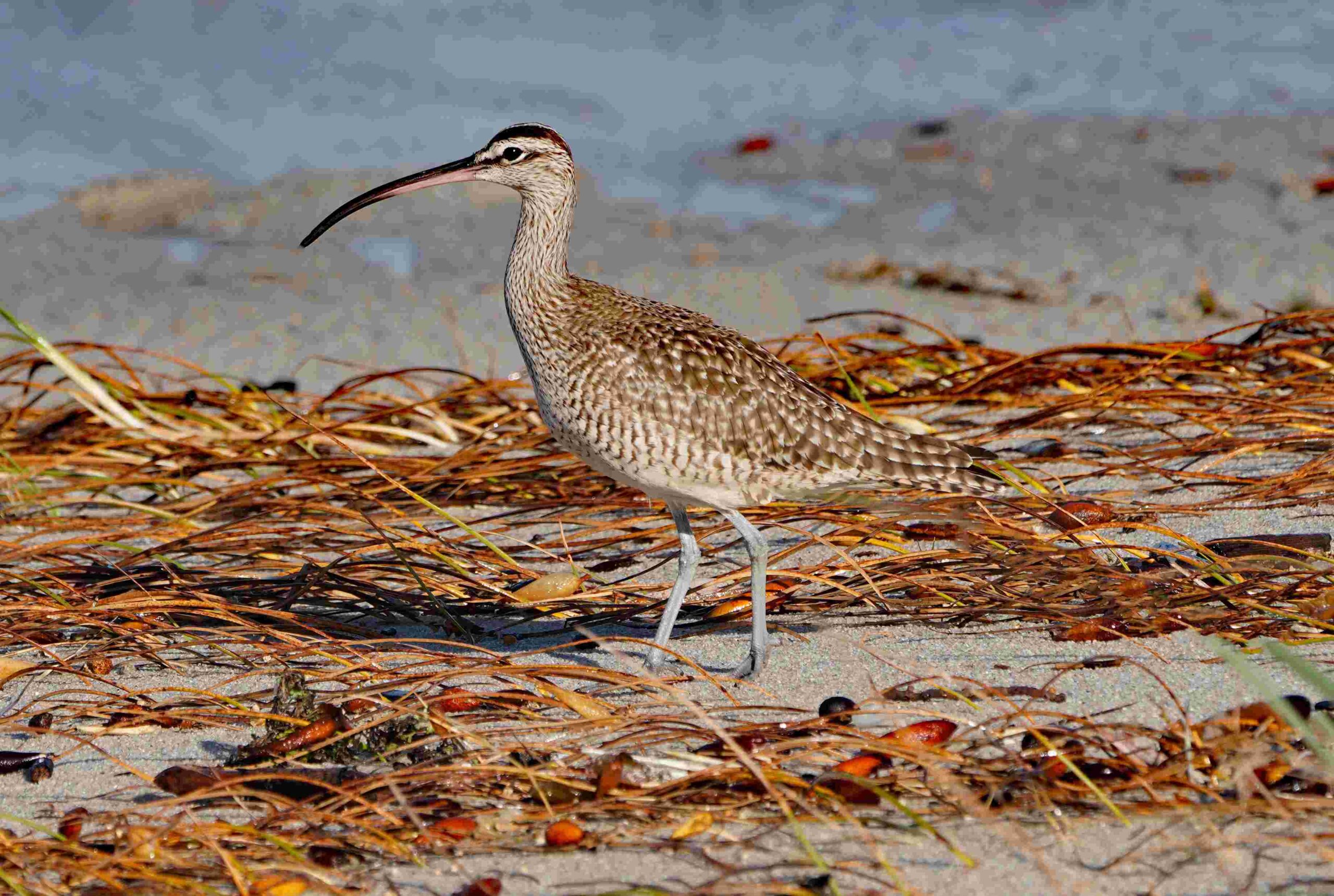 Whimbrel