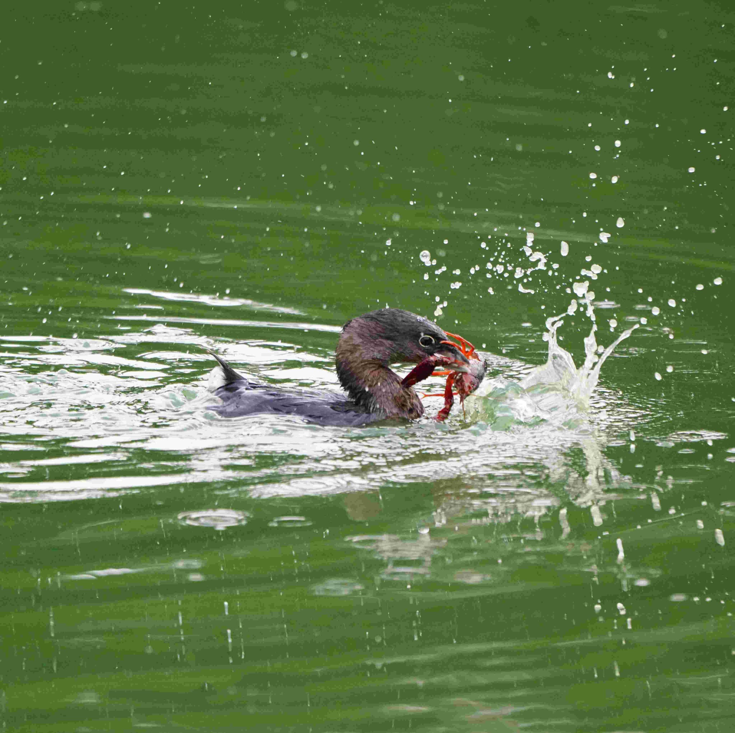 Pied-billed Grebe with Crawfish