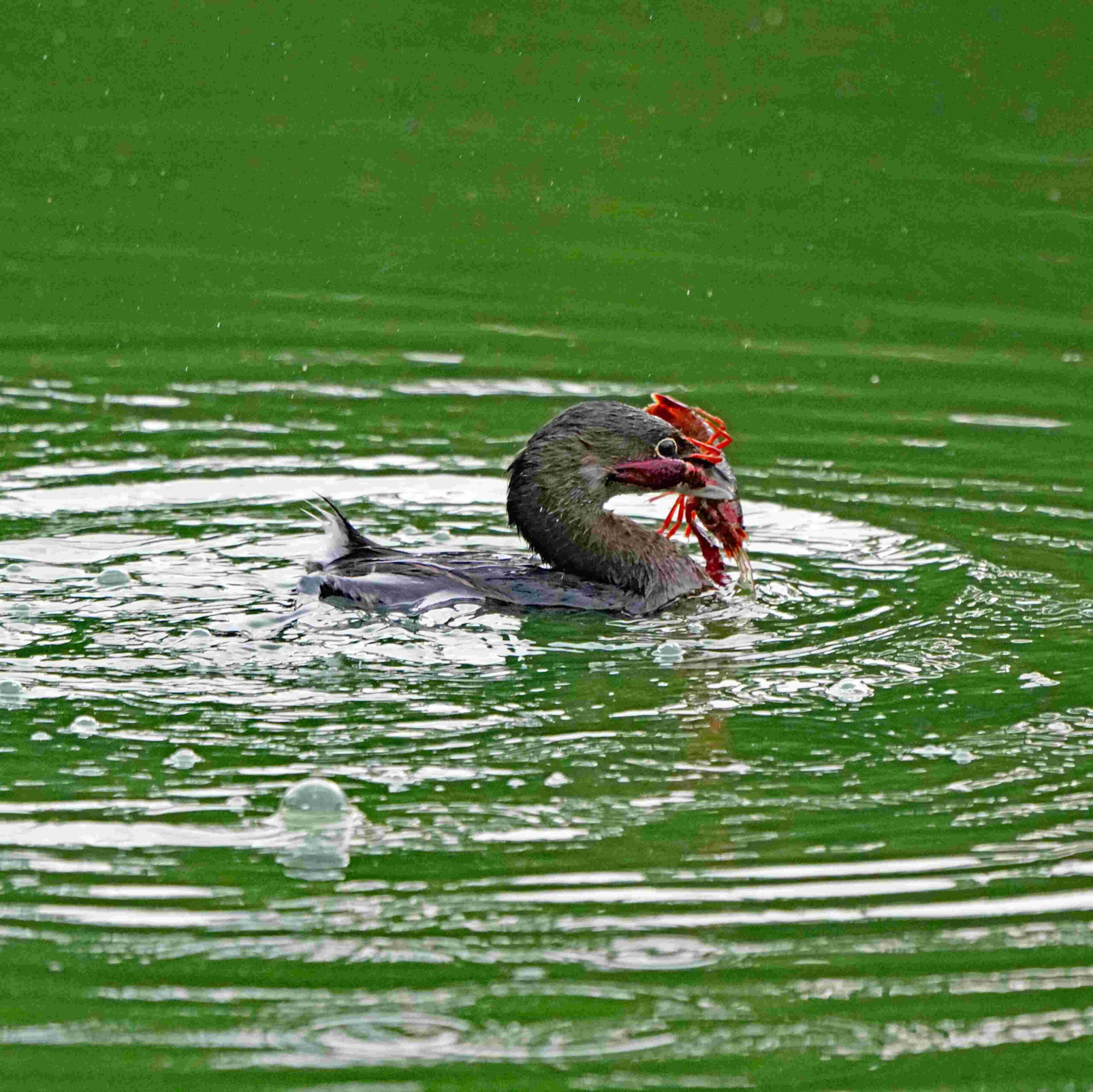 Pied-billed Grebe with Crawfish
