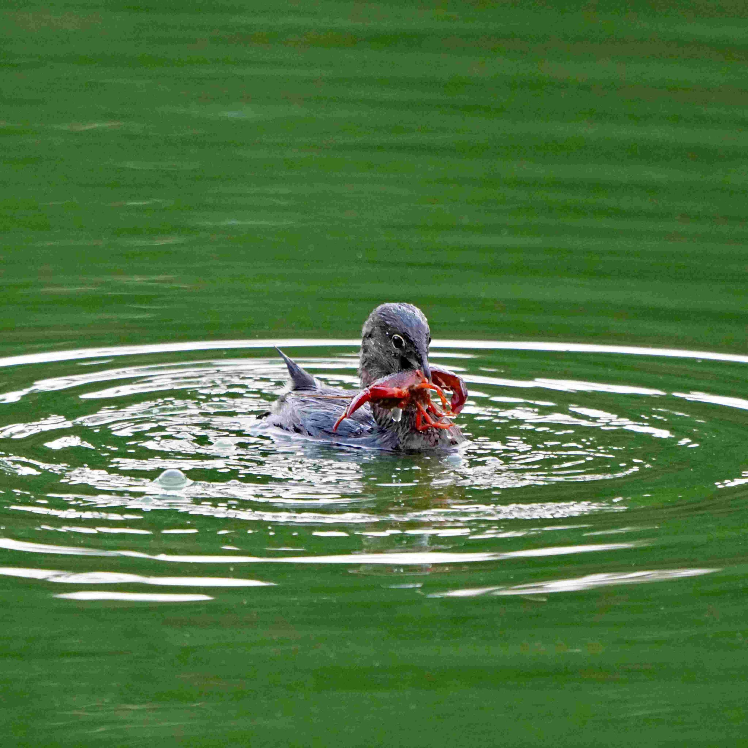 Pied-billed Grebe with Crawfish