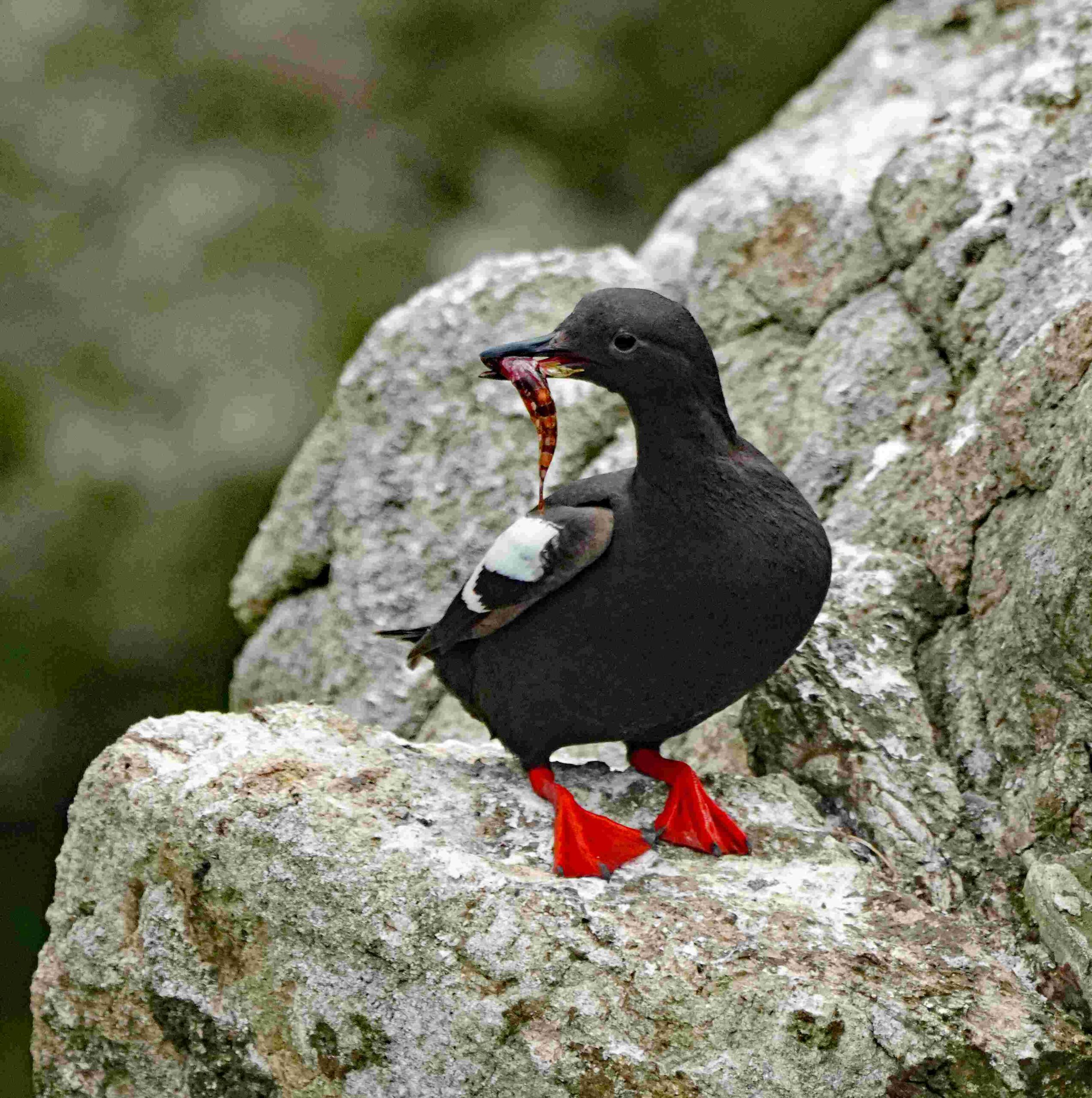 Pigeon Gillemot with Gunnel