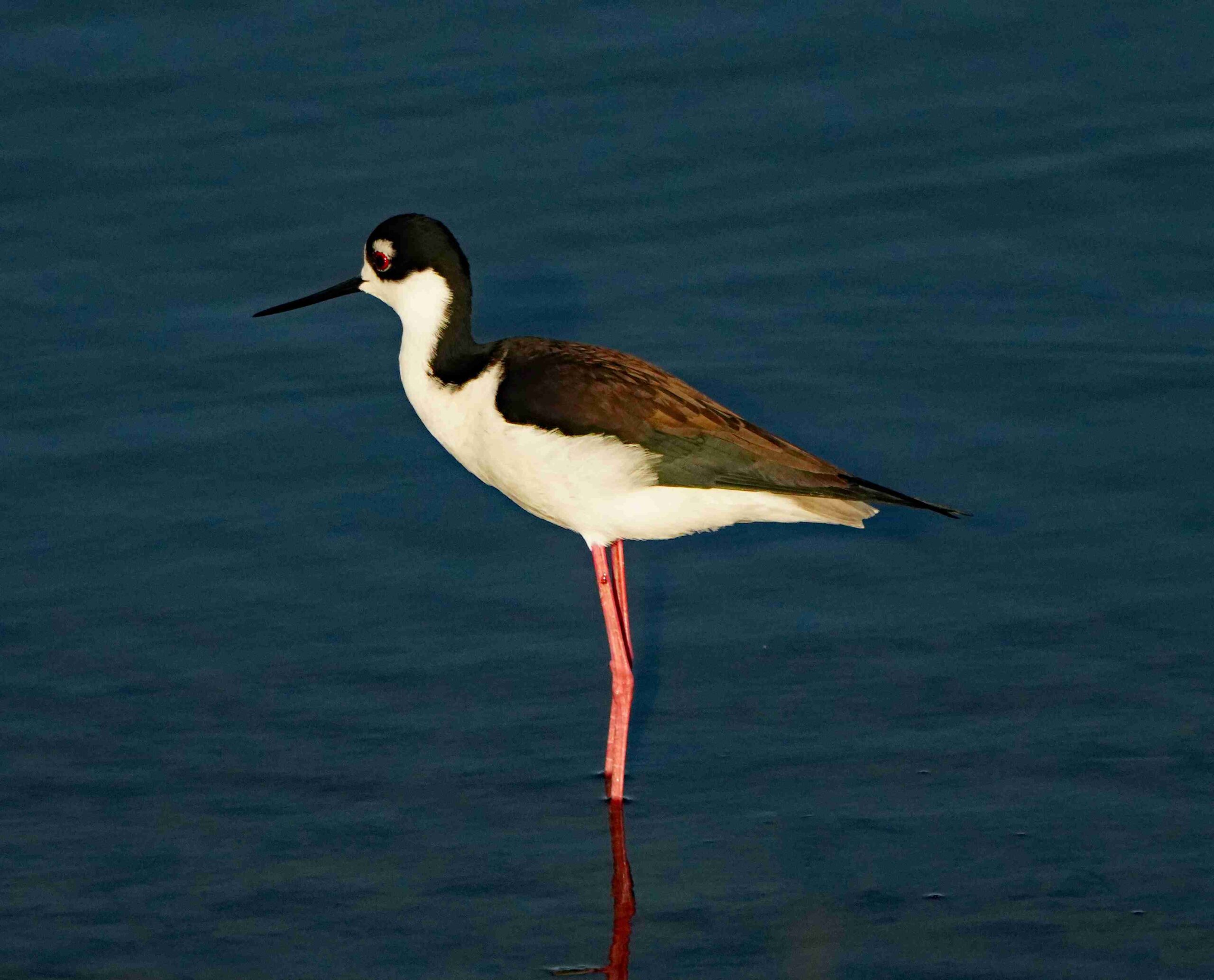 Black-necked Stilt
