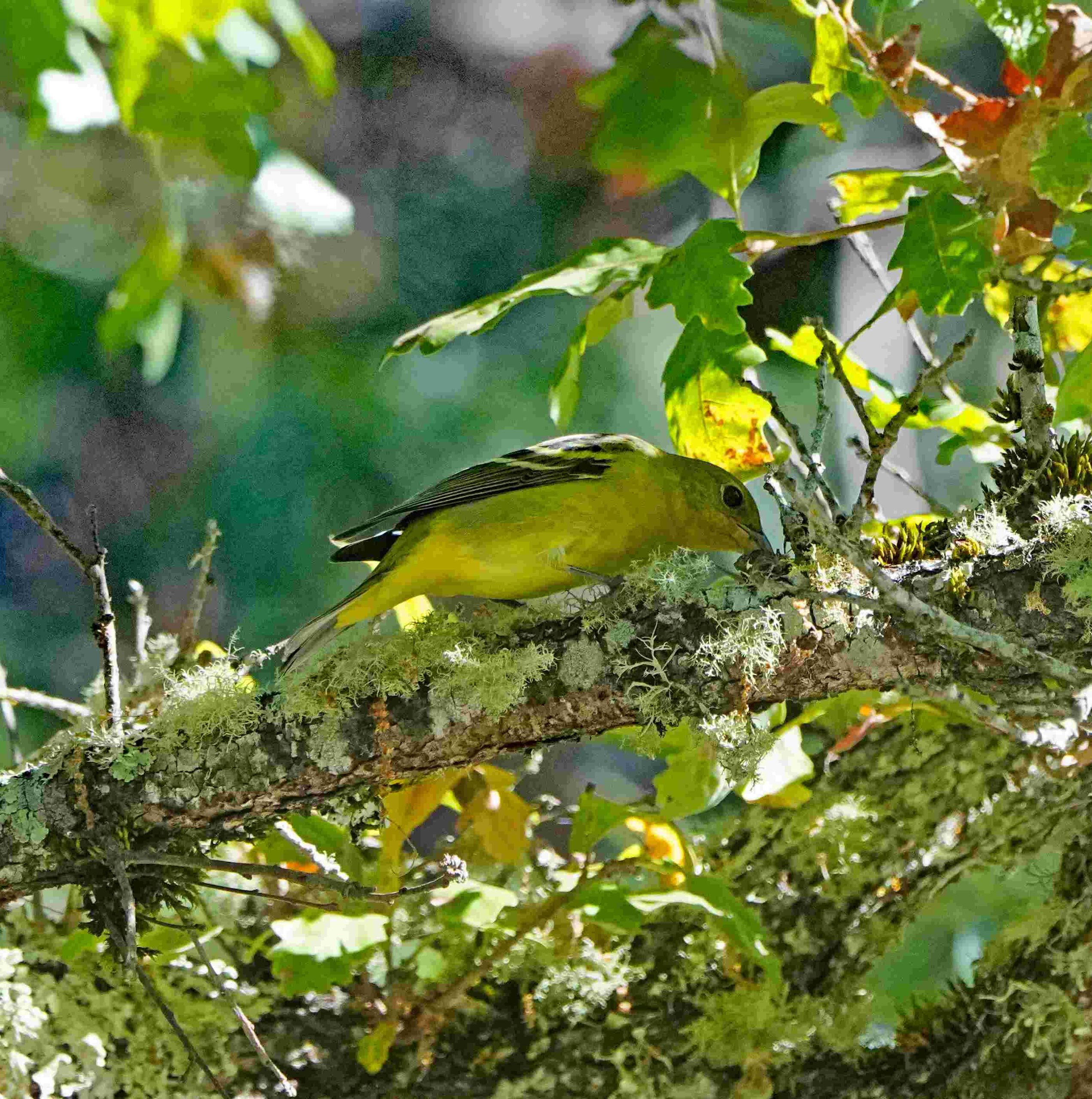 Western tanager
