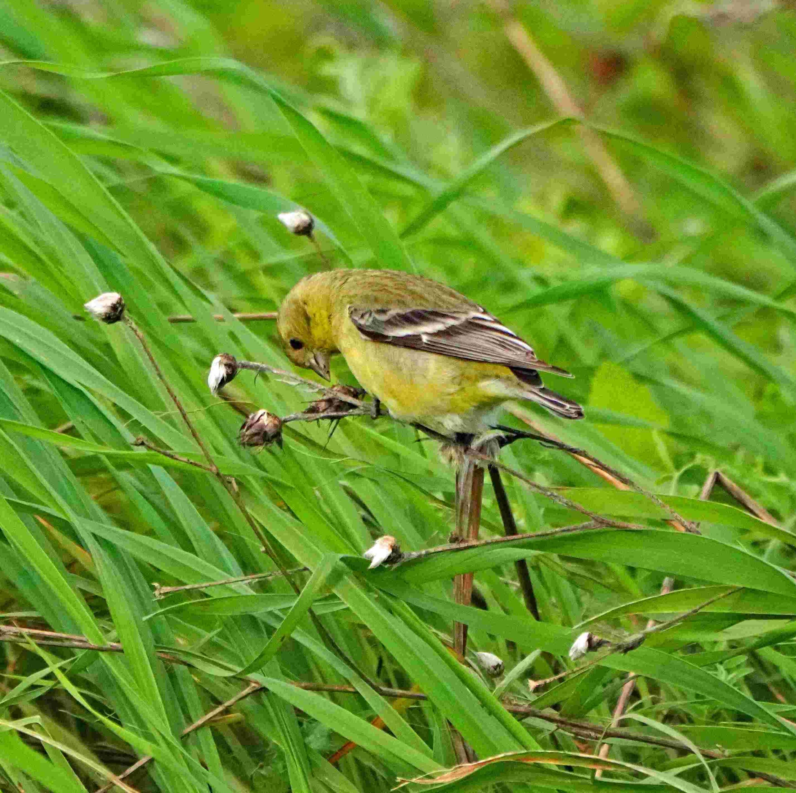 Lesser Goldfinch with Seed