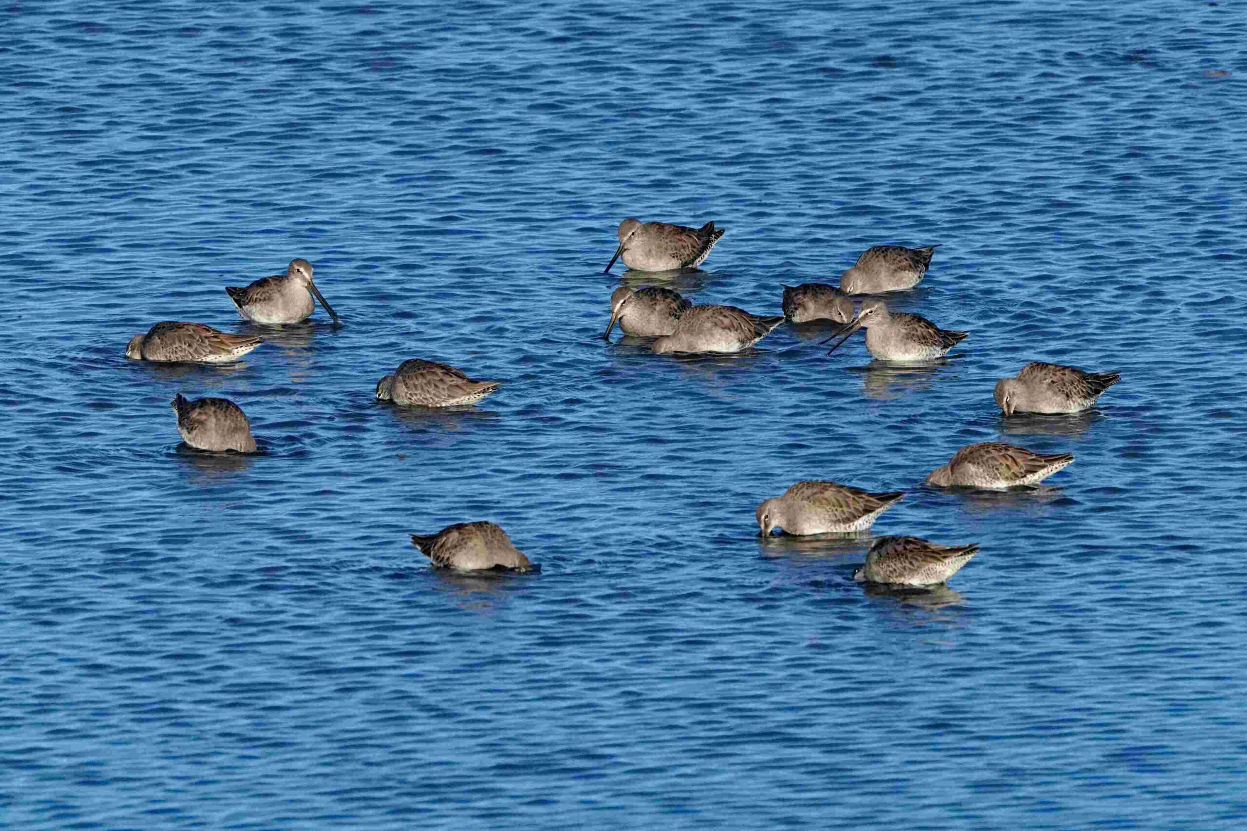 Long-billed Dowitcher