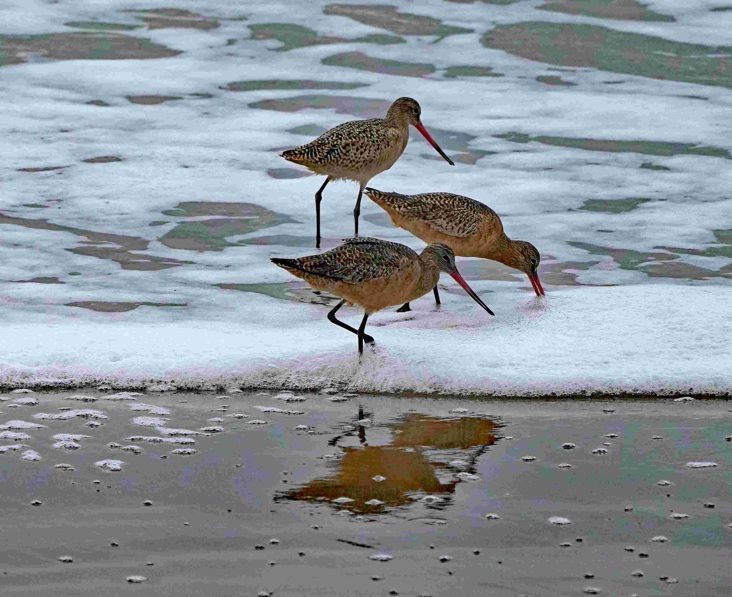 Marbled Godwits