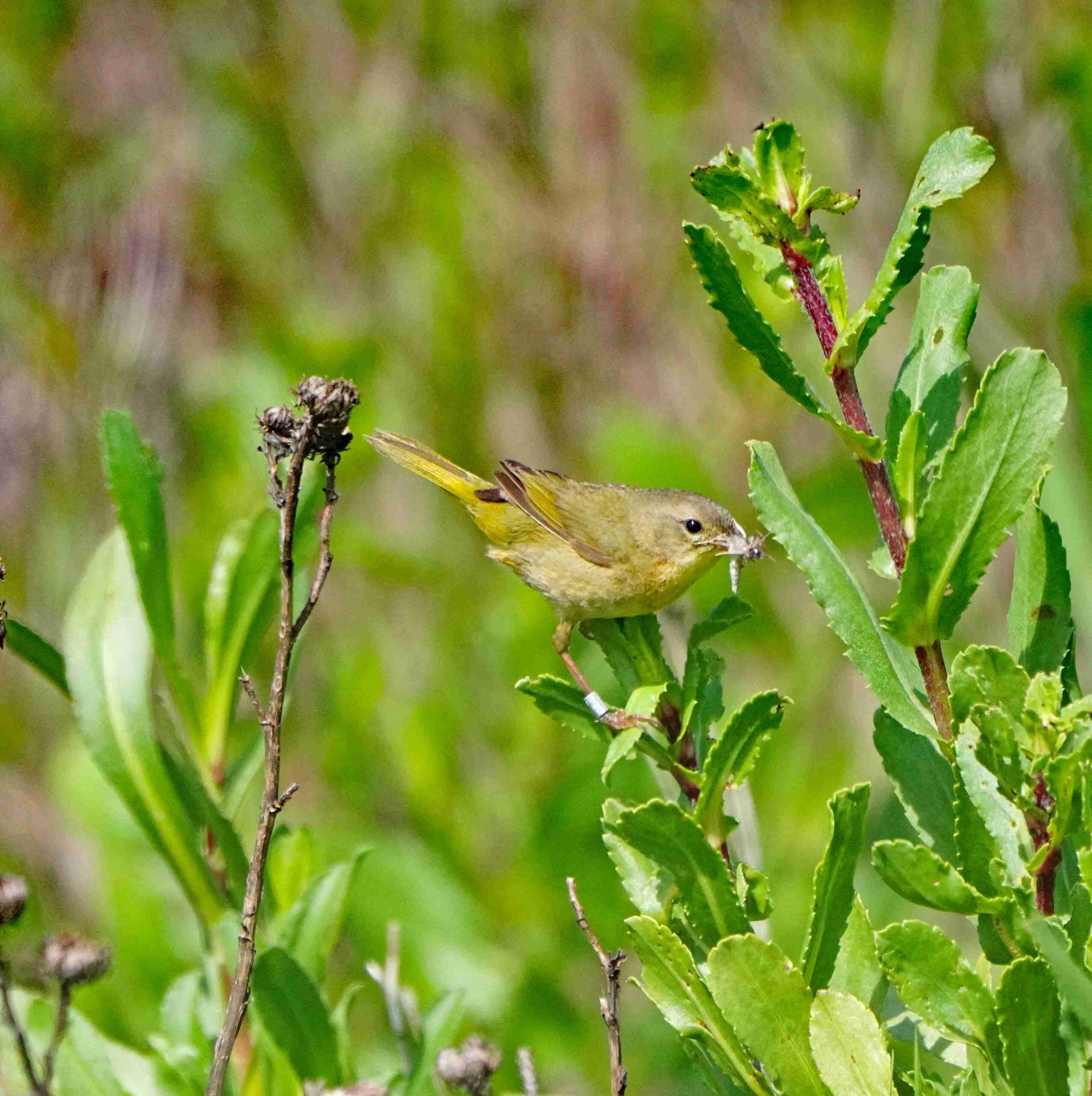 Common yellowthroat