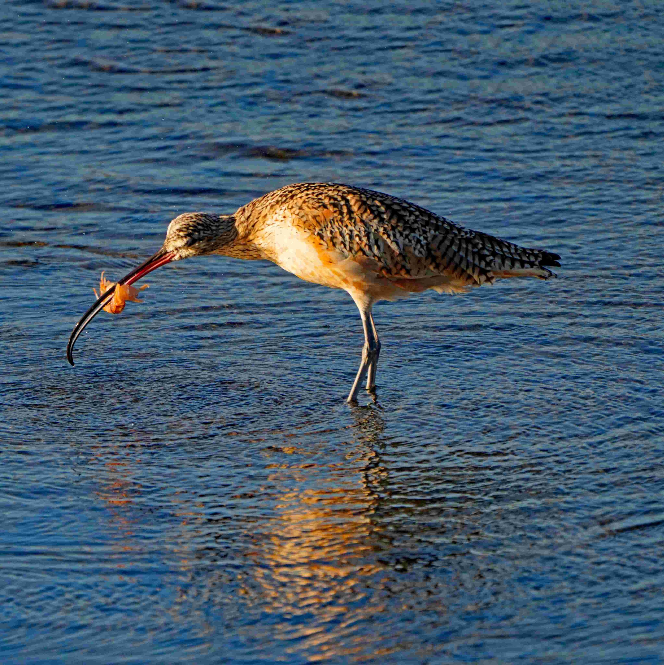Long-billed Curlew with Crawfish