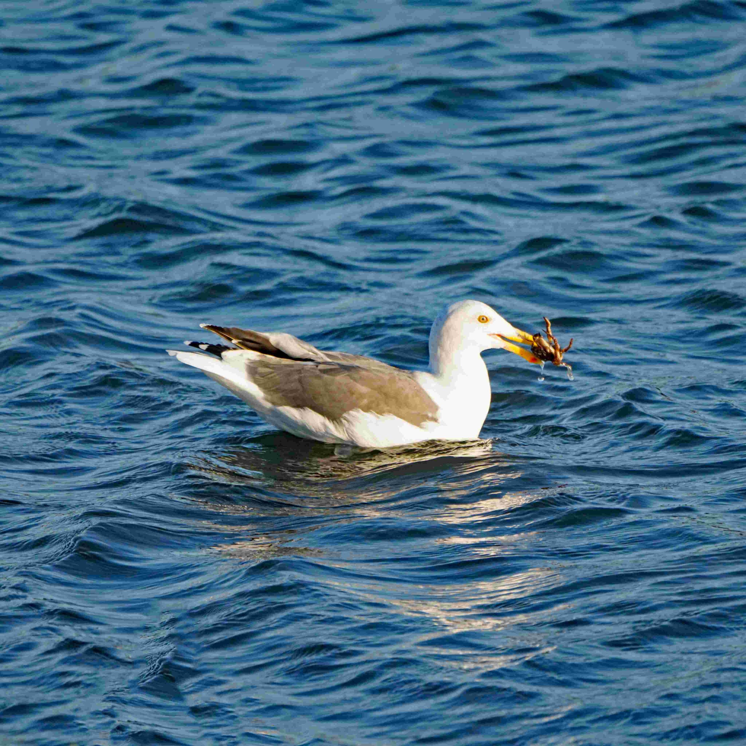 Western Gull with Crawfish