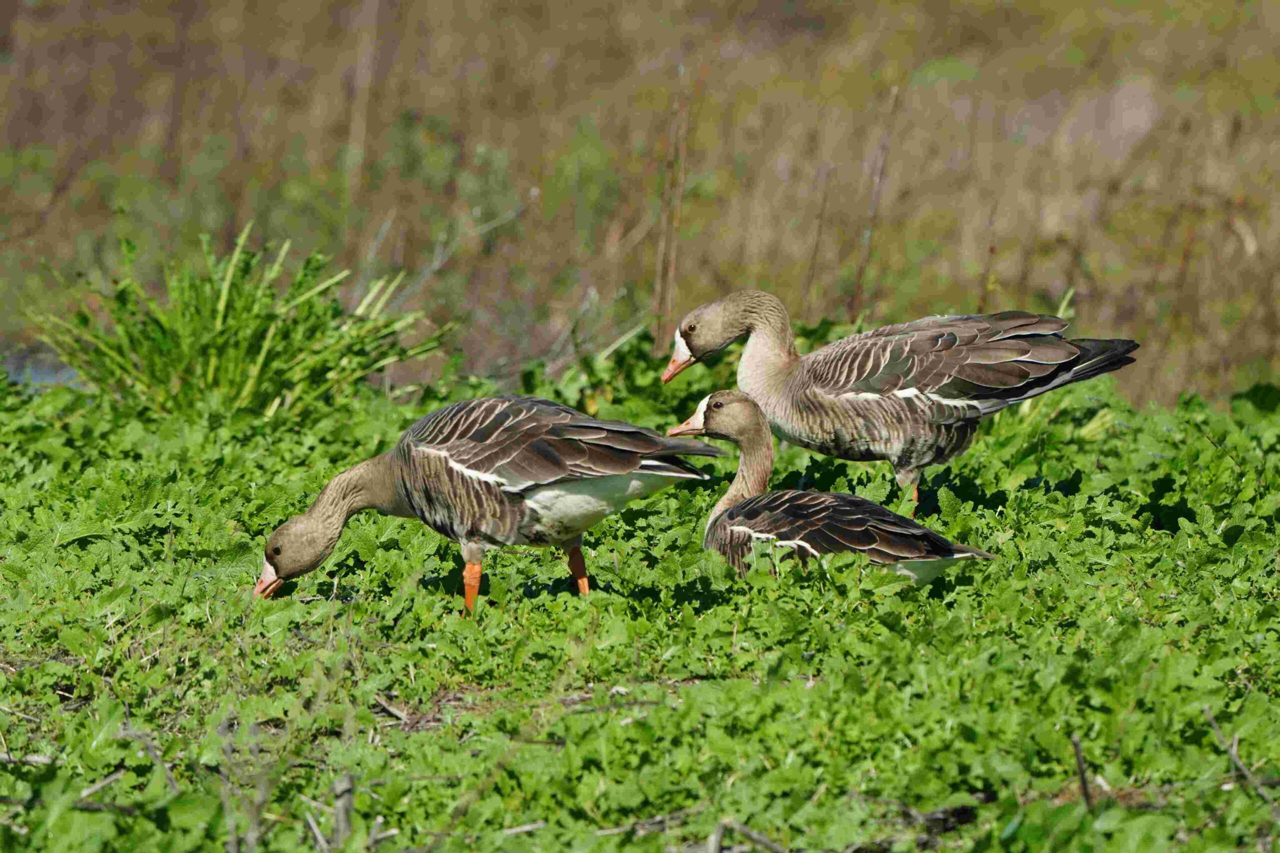 White-fronted Geese