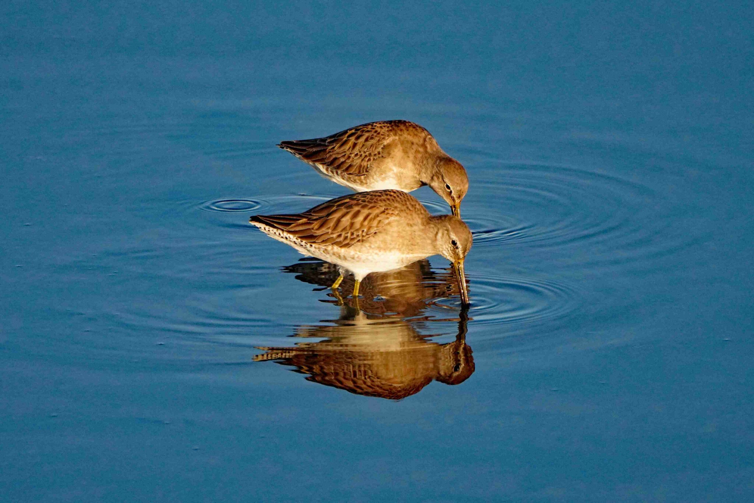 Long-billed Dowitchers
