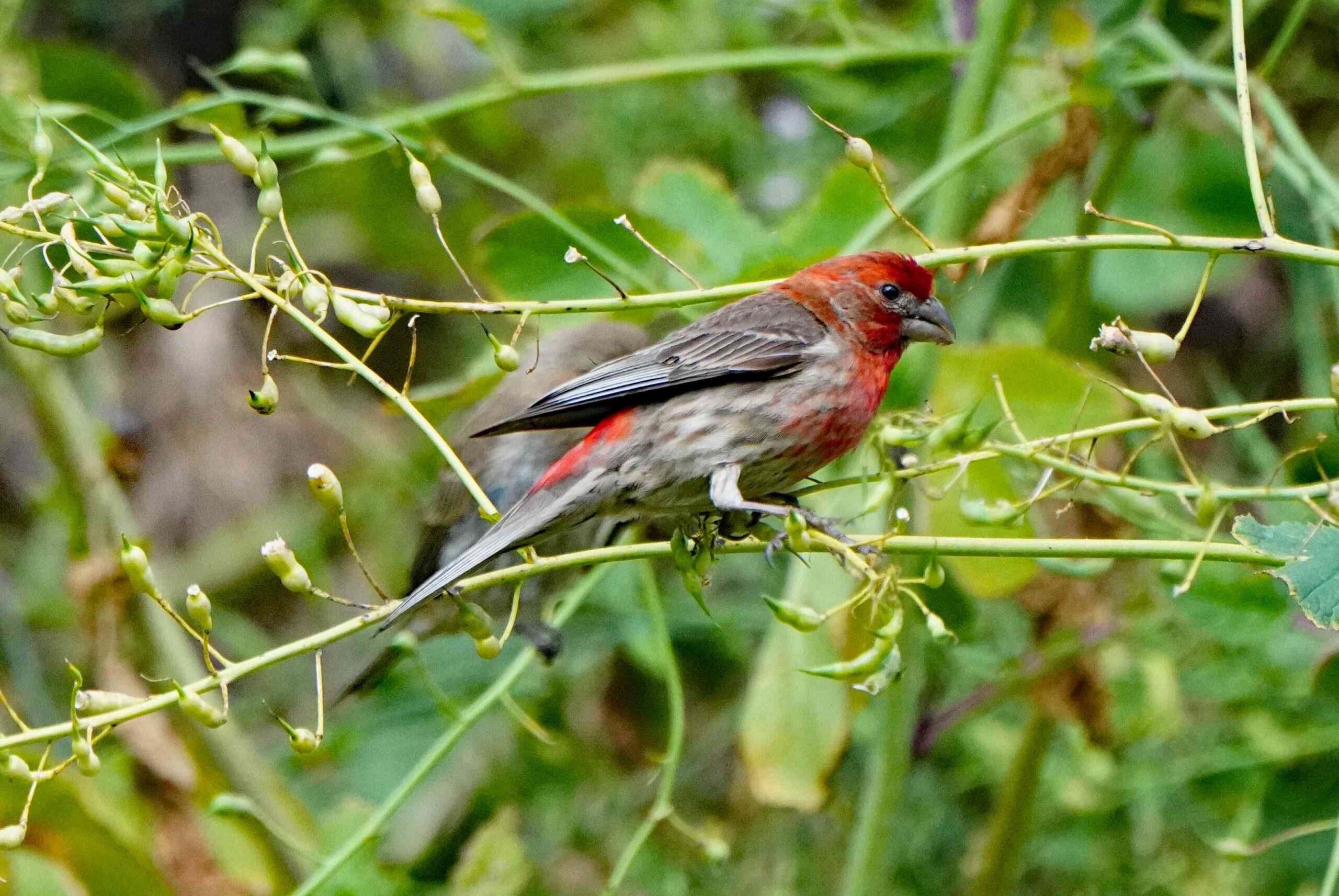 House Finch