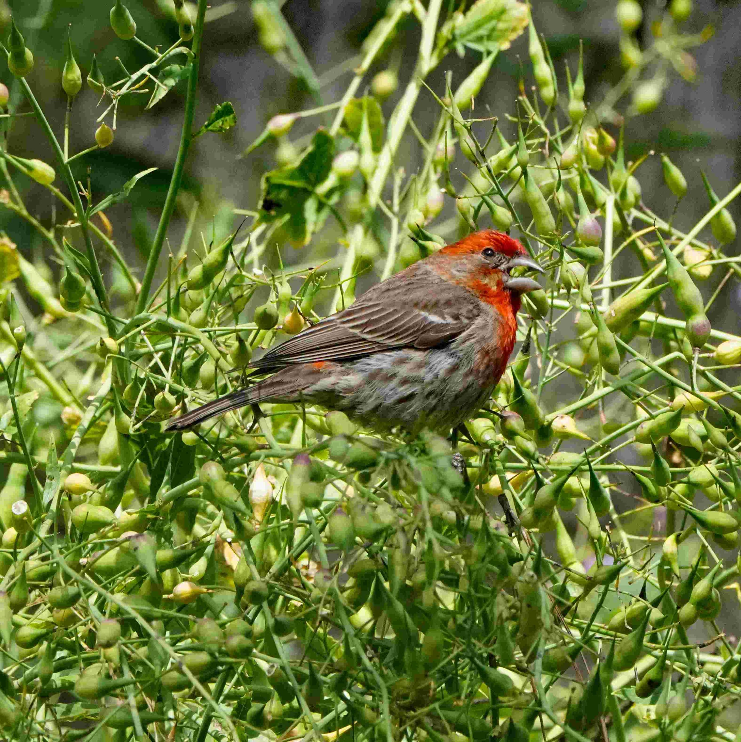 House Finch with Wild Radish Seed Pod