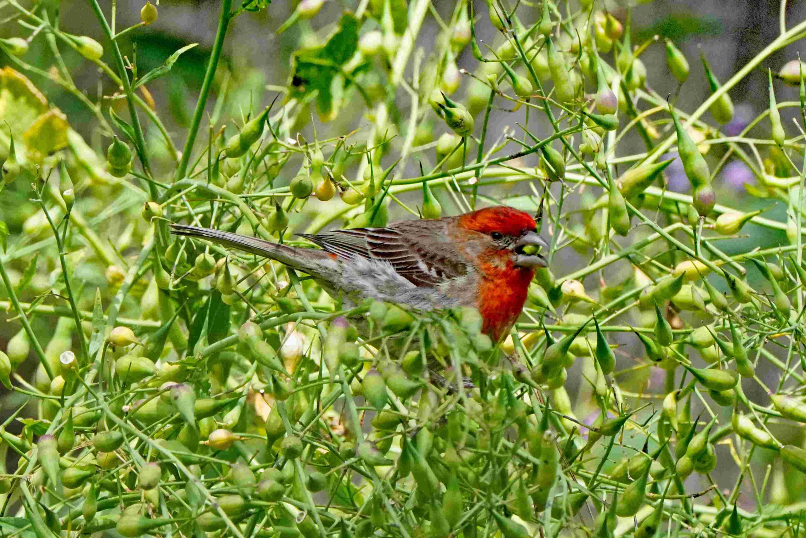 House Finch with Wild Radish Seed Pod