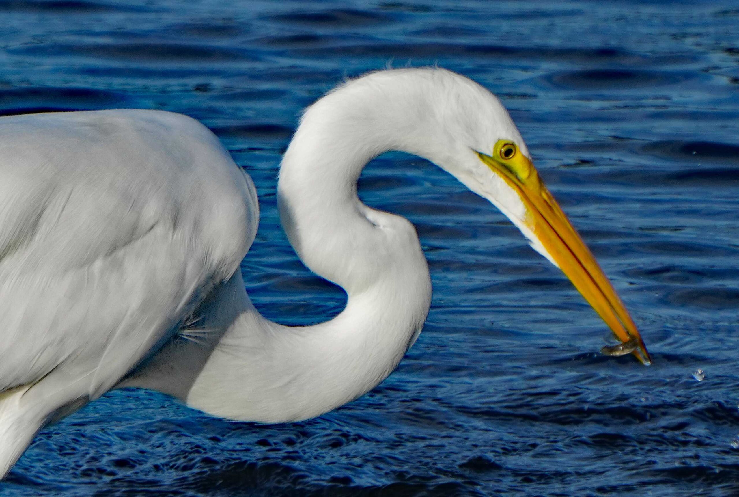 Great Egret with Fish