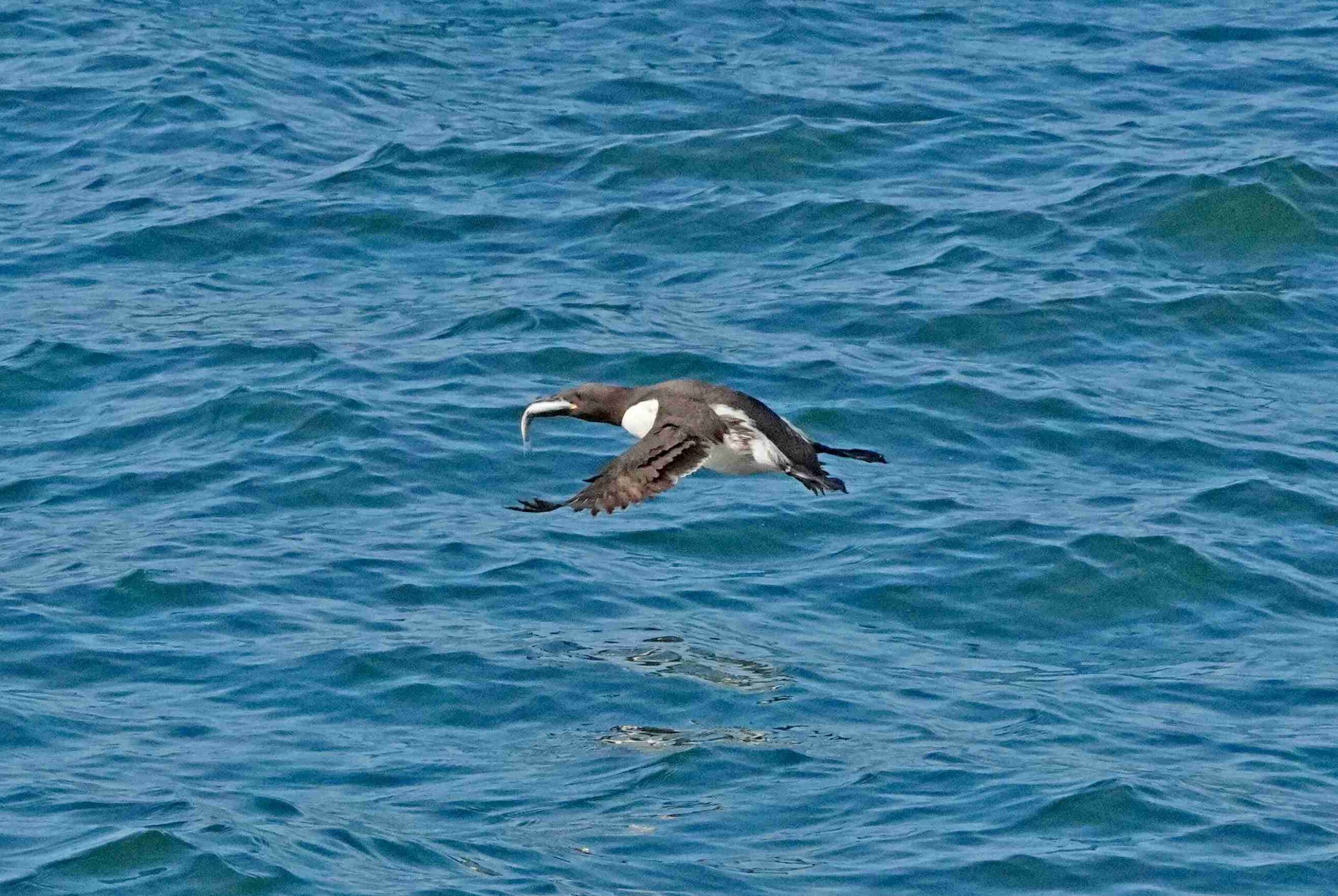Common Murre with Fish