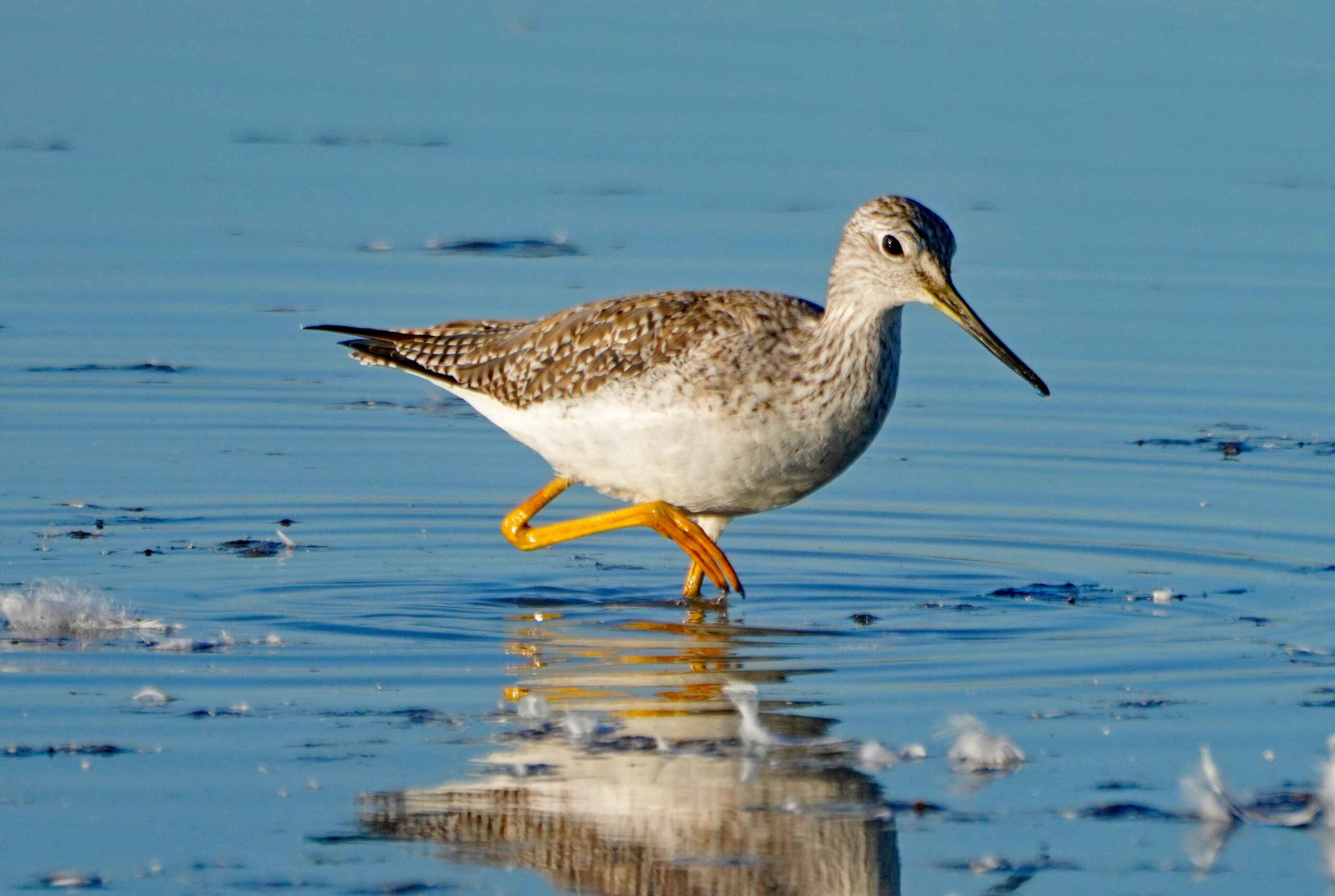 Greater Yellowlegs