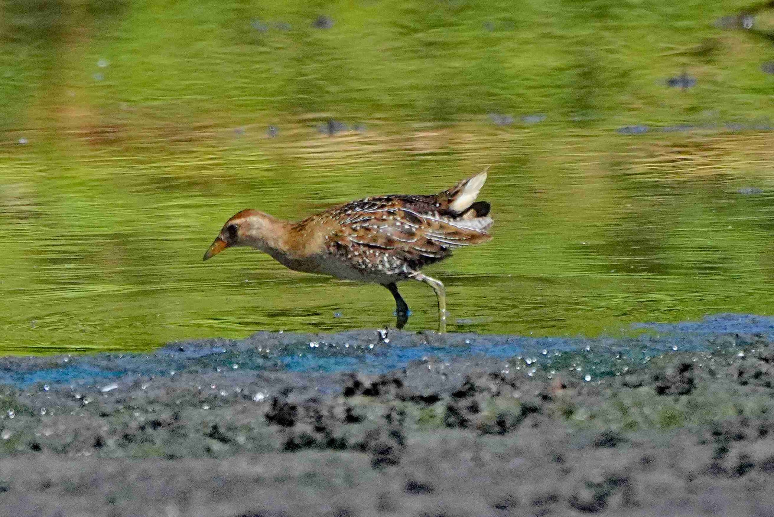 Sora Rail