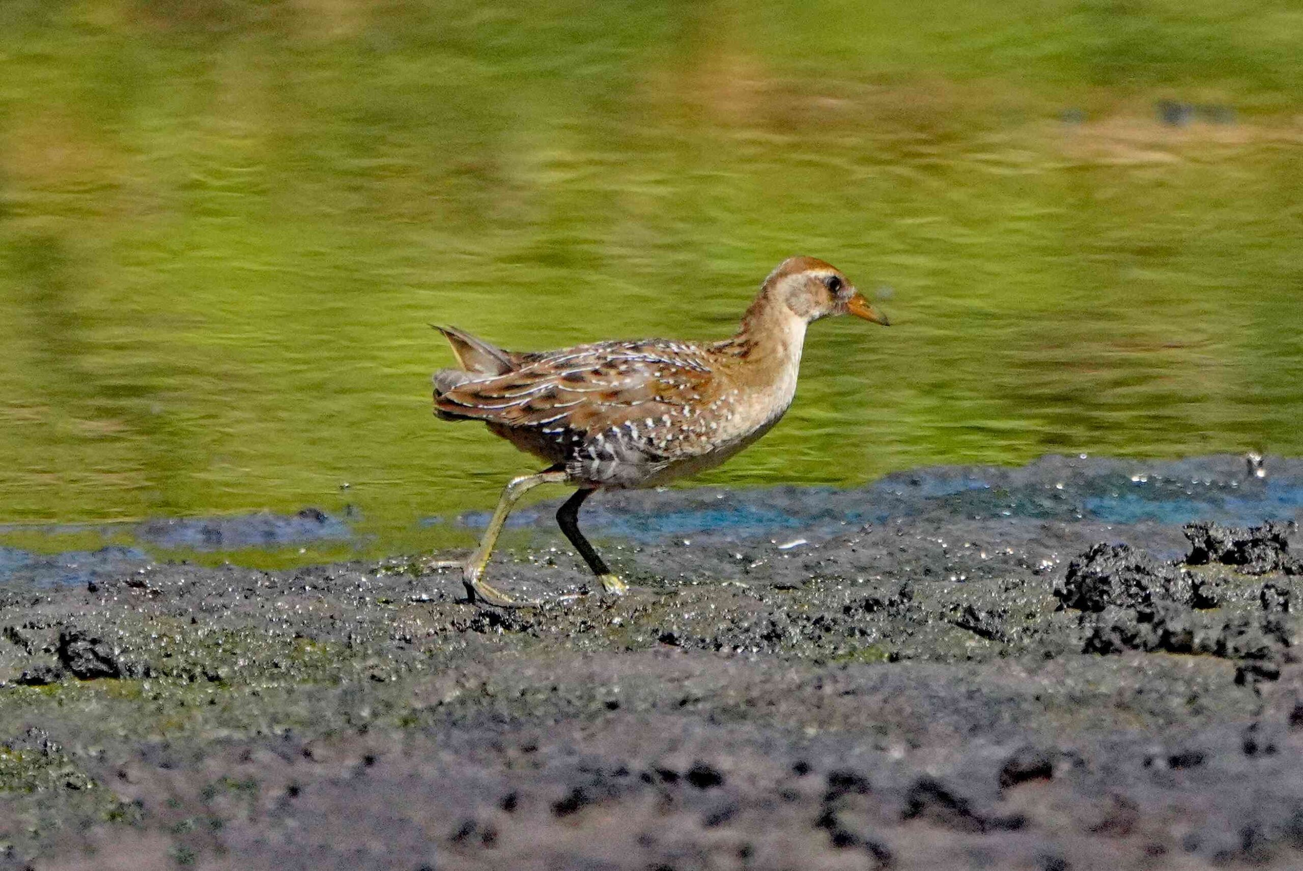 Sora Rail