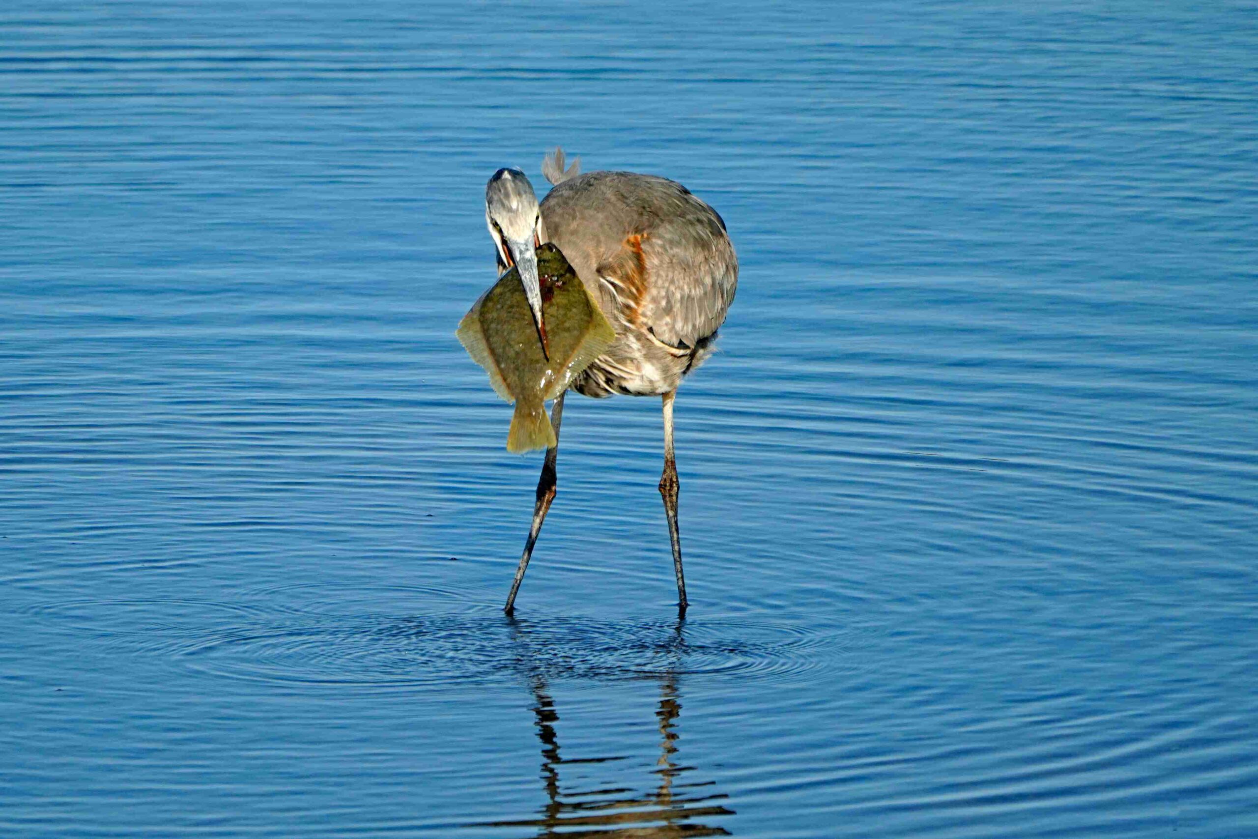 Great Blue Heron with Sole