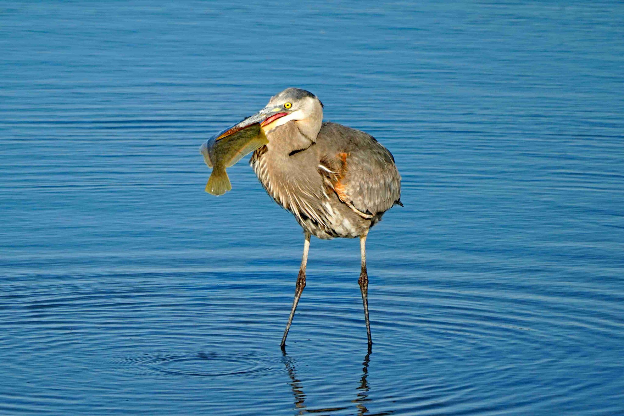Great Blue Heron with Sole