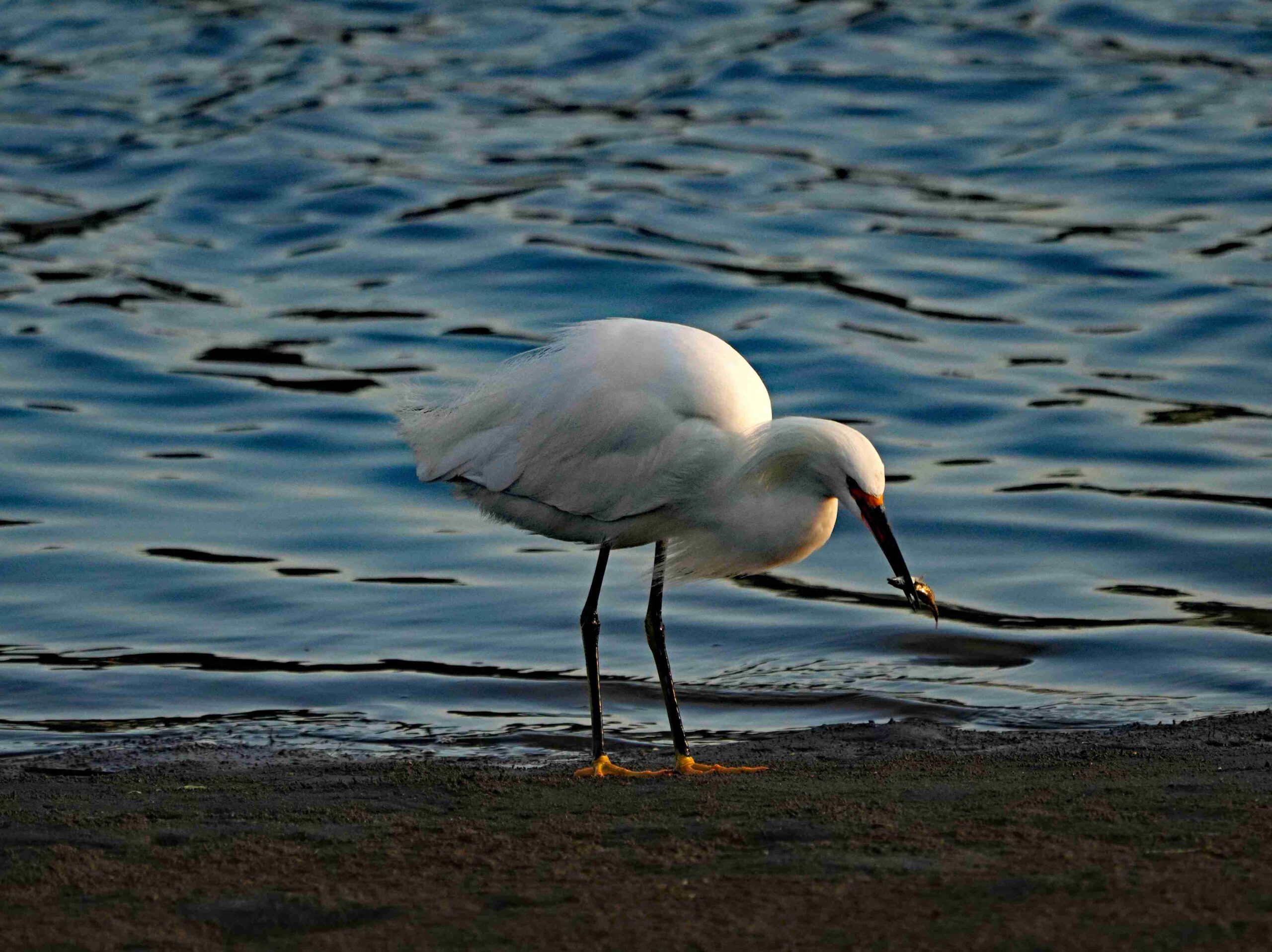 Great Egret with Crustacean