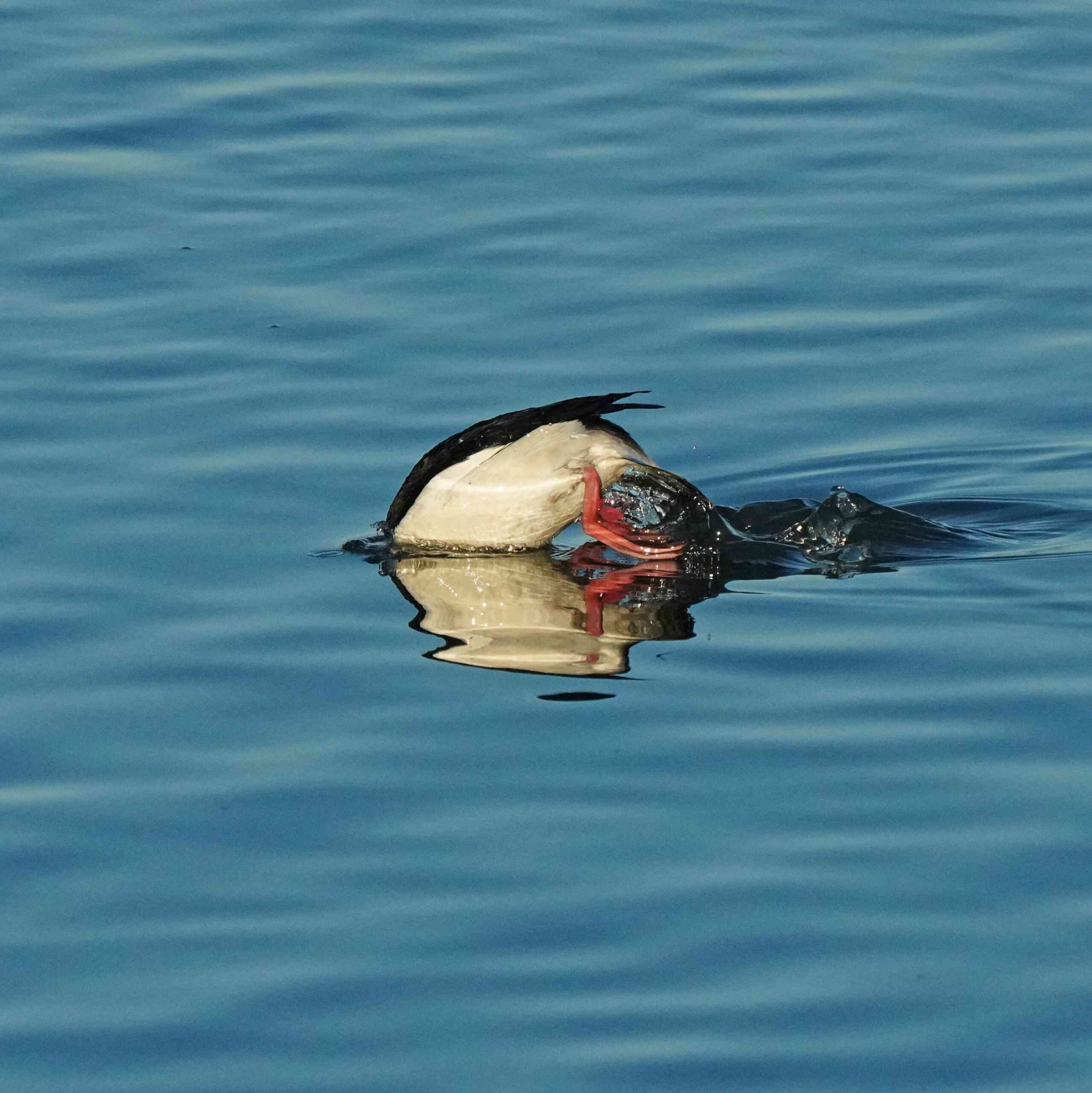Bufflehead Diving
