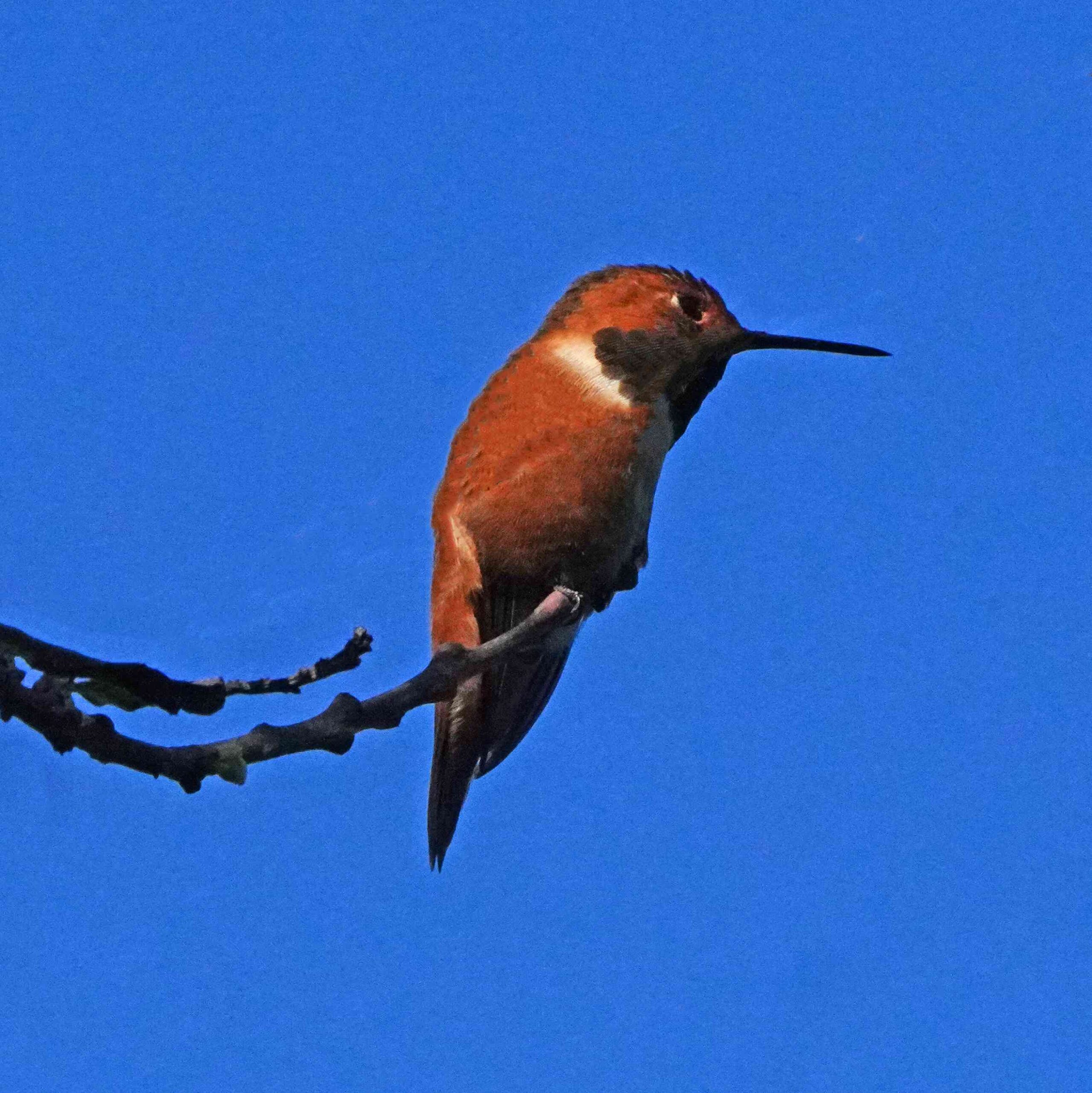 Rufous Hummingbird