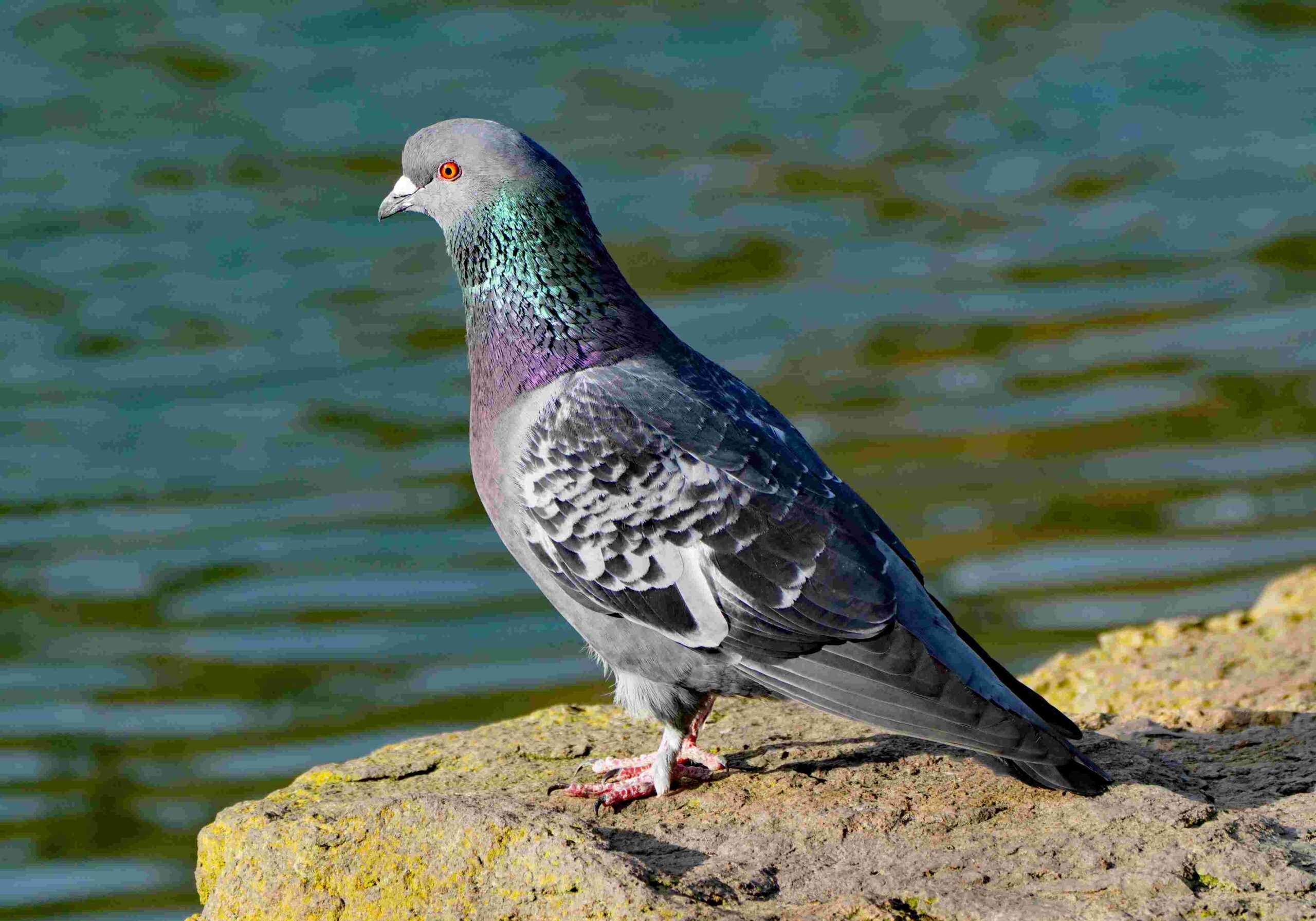 Rock Dove