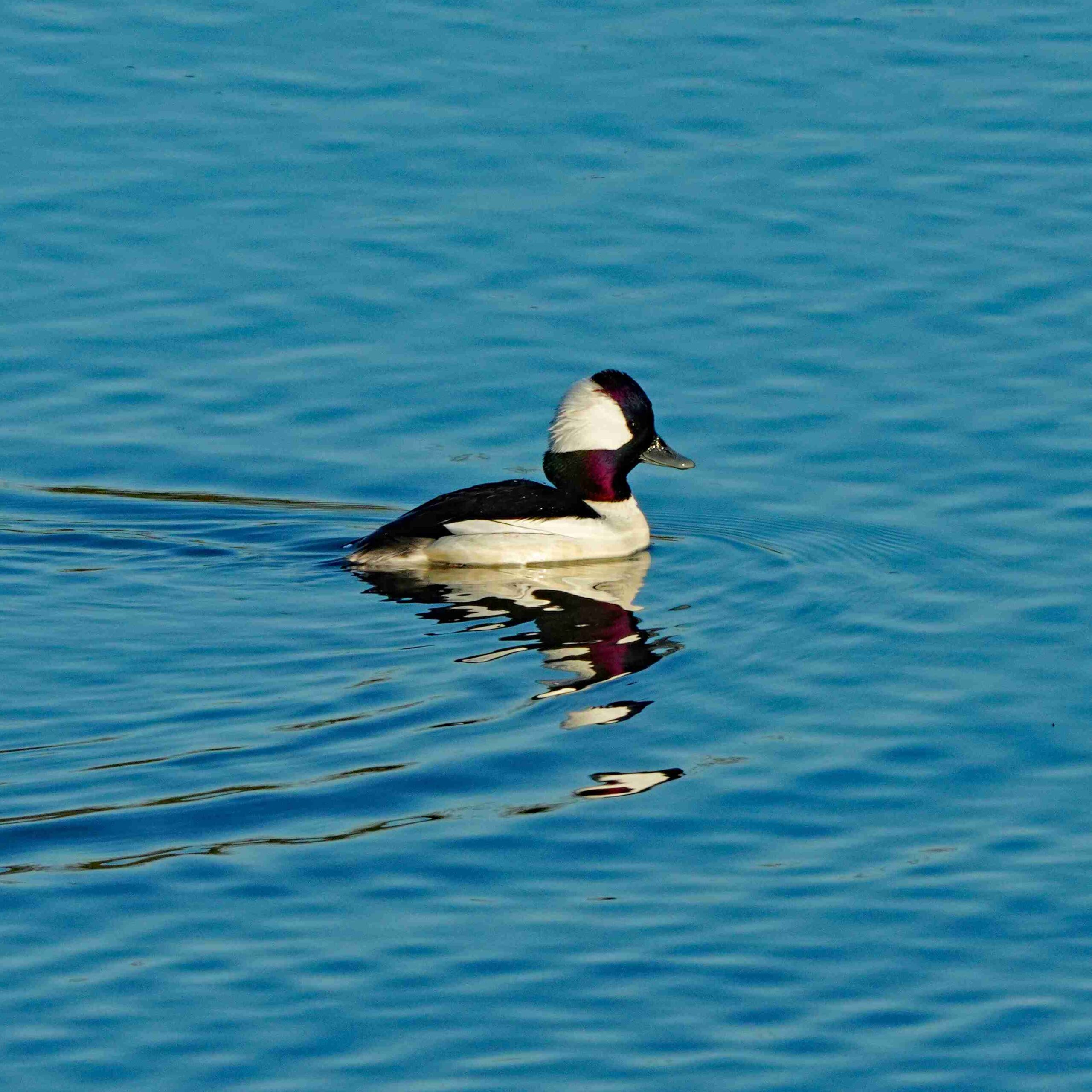 Bufflehead