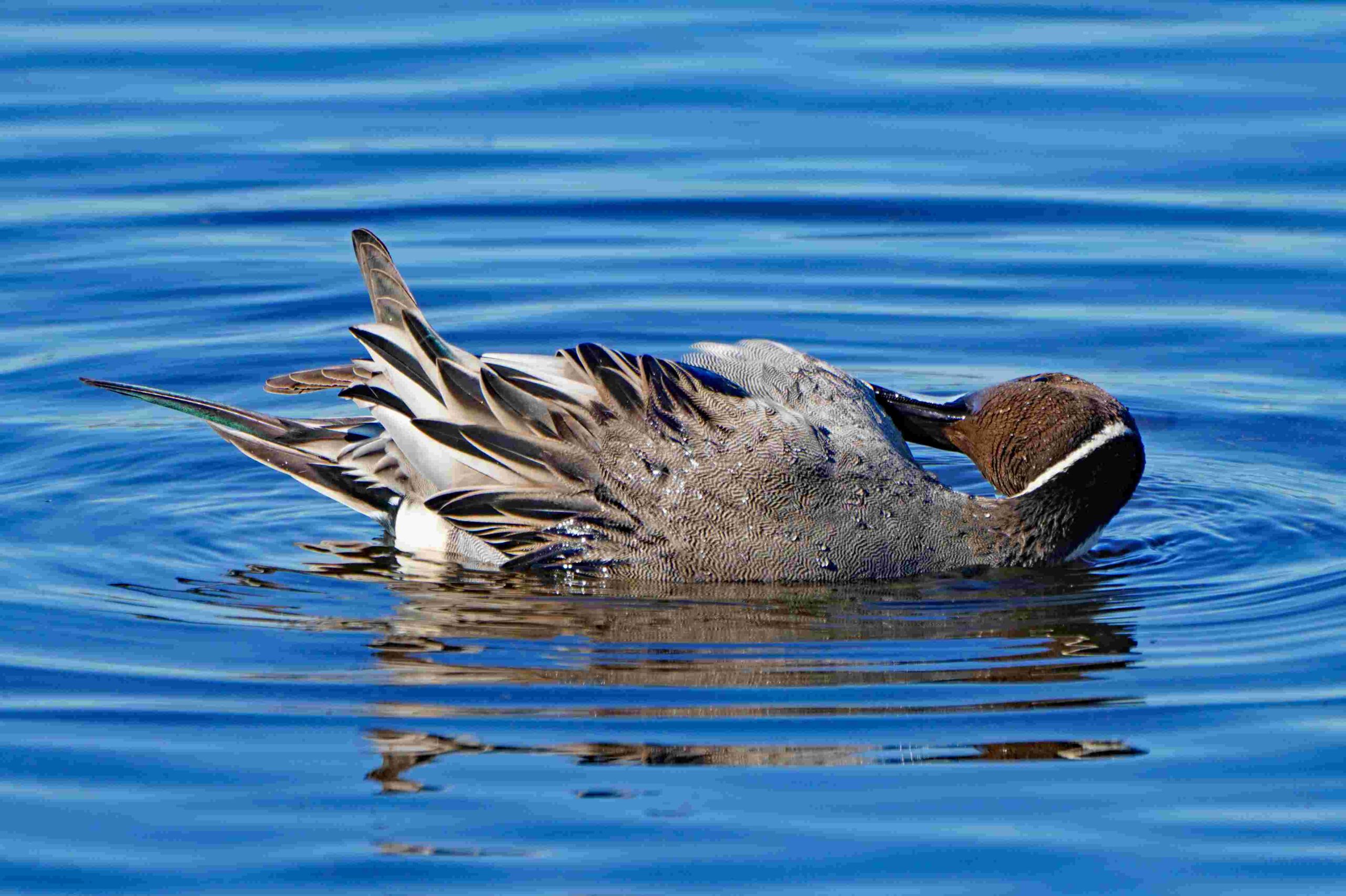 Pintail Duck