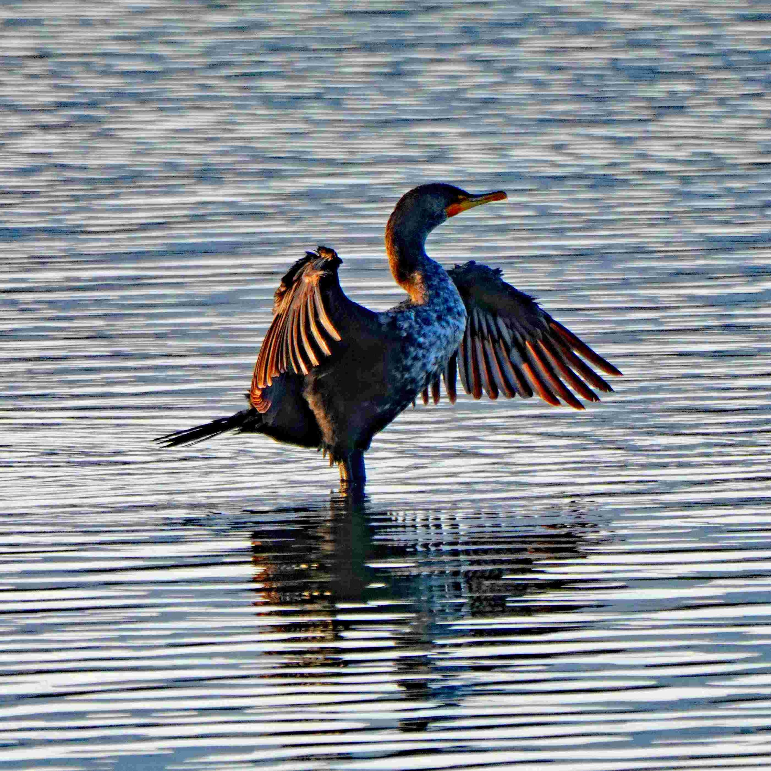 Double-crested Cormorant