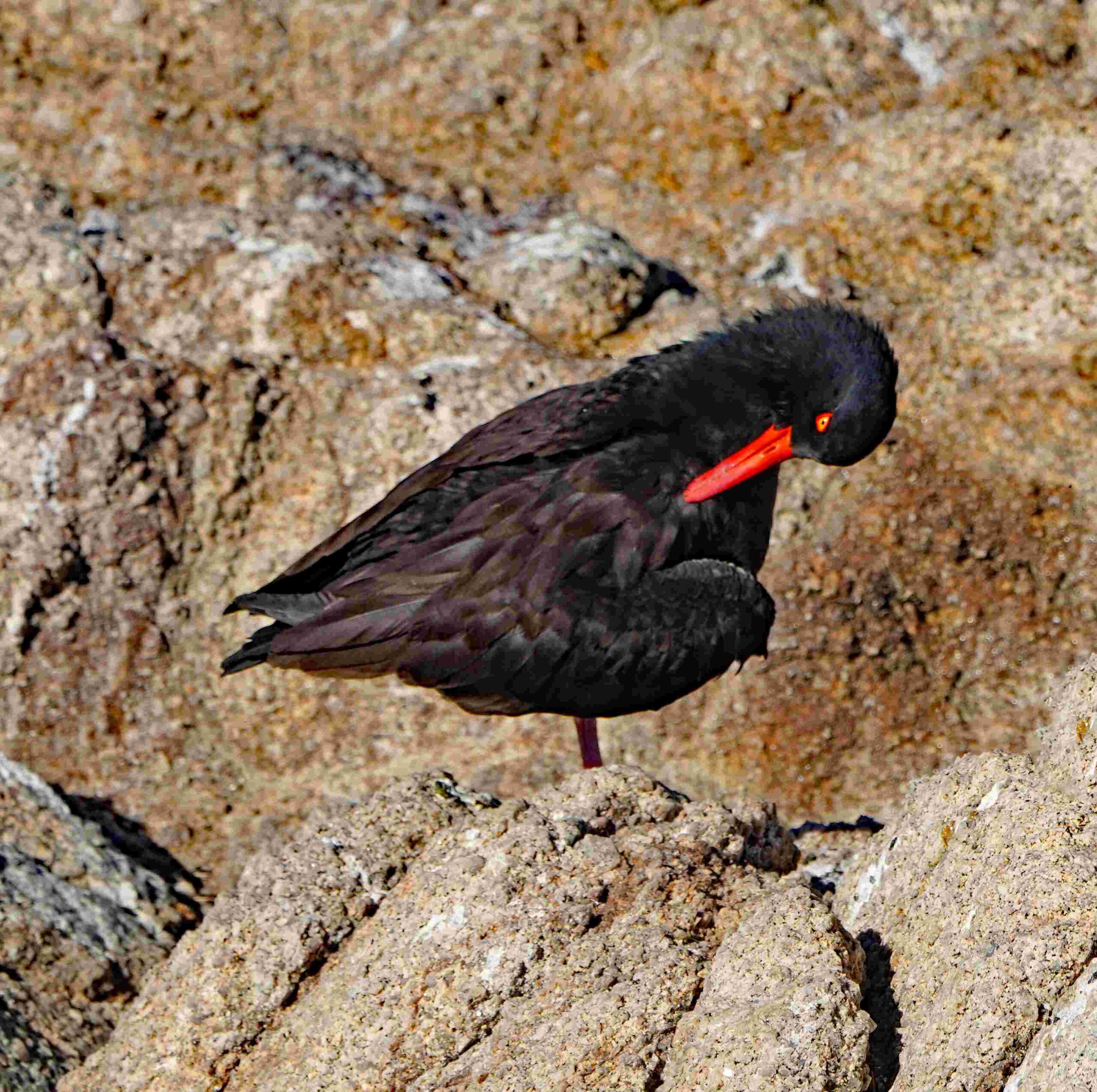 Black Oystercatcher