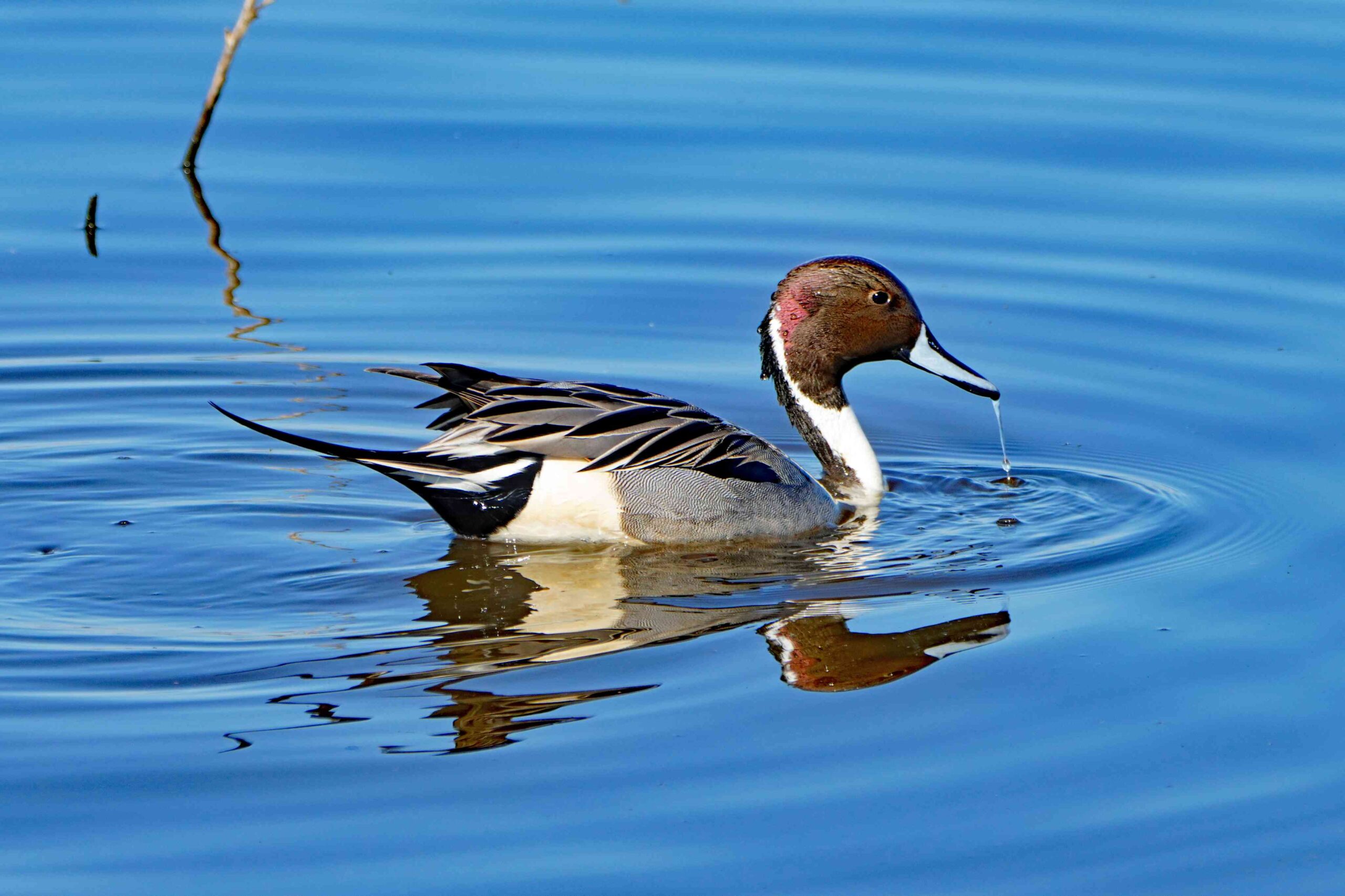 Pintail Duck