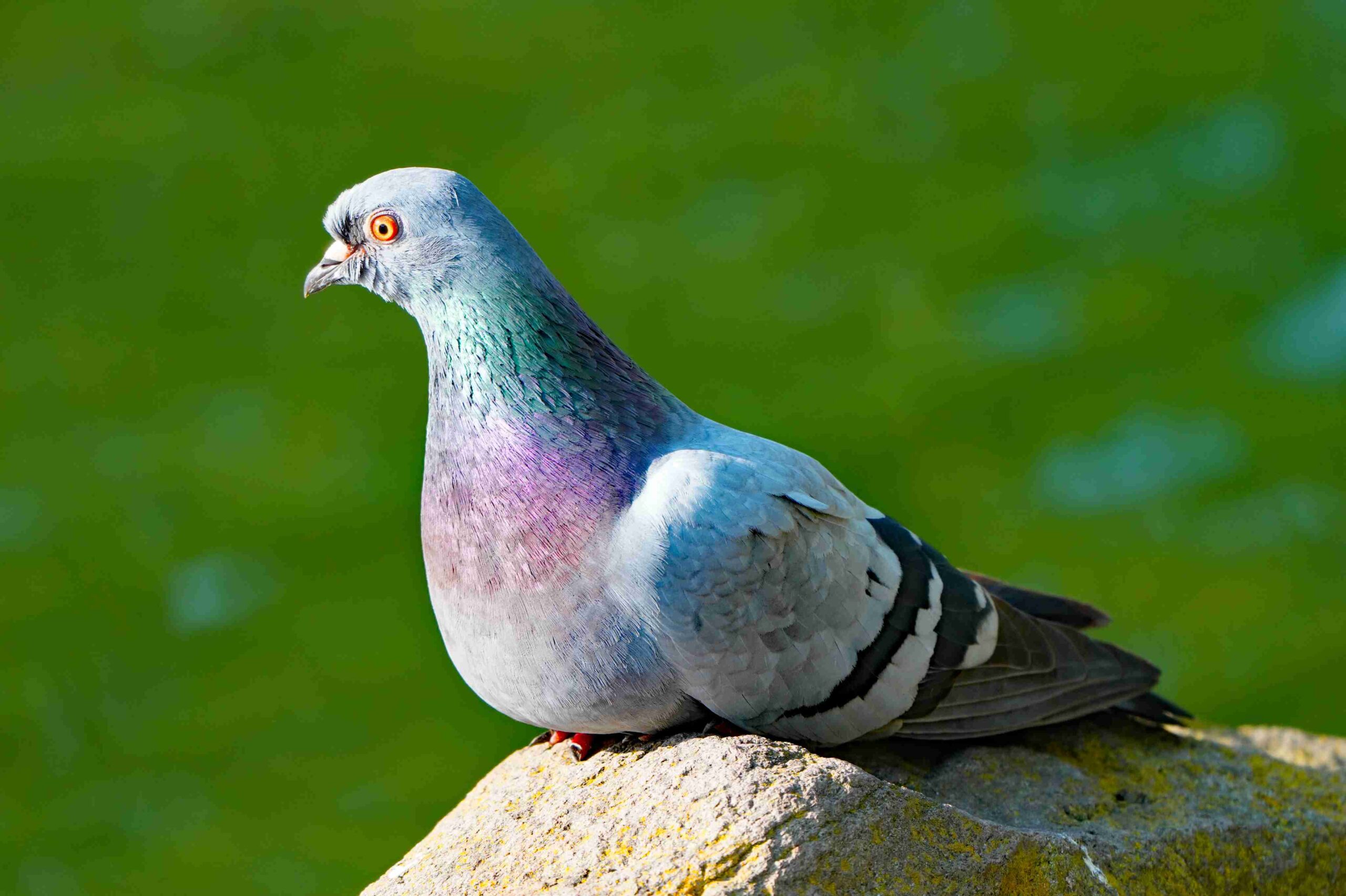 Rock Dove