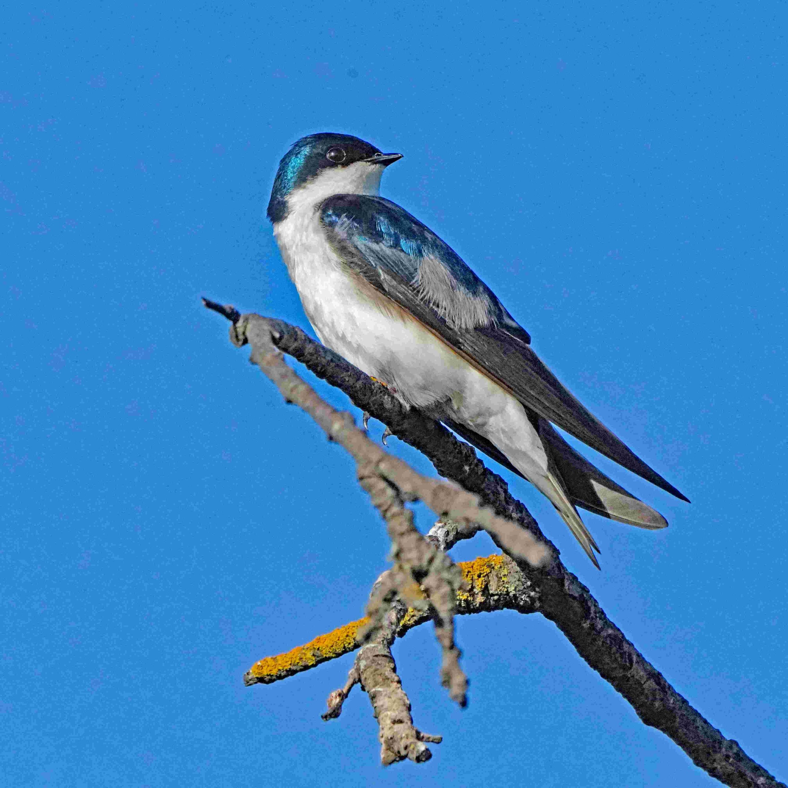 Tree Swallow