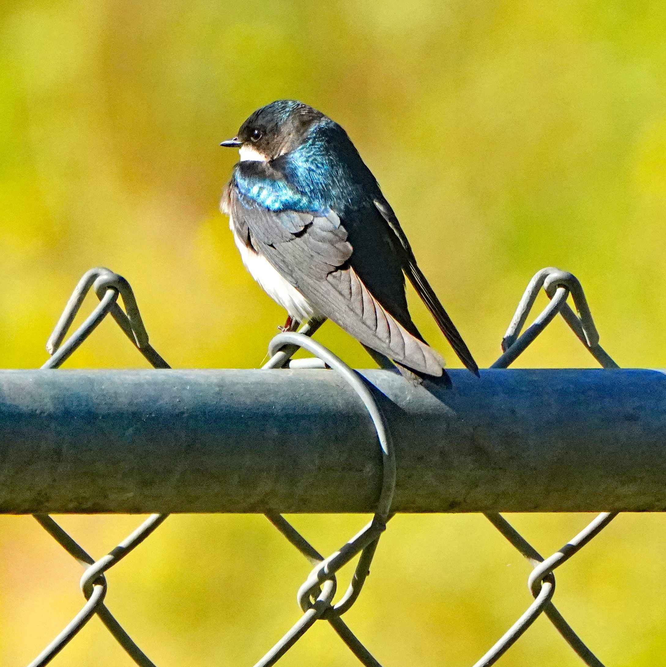 Tree Swallow