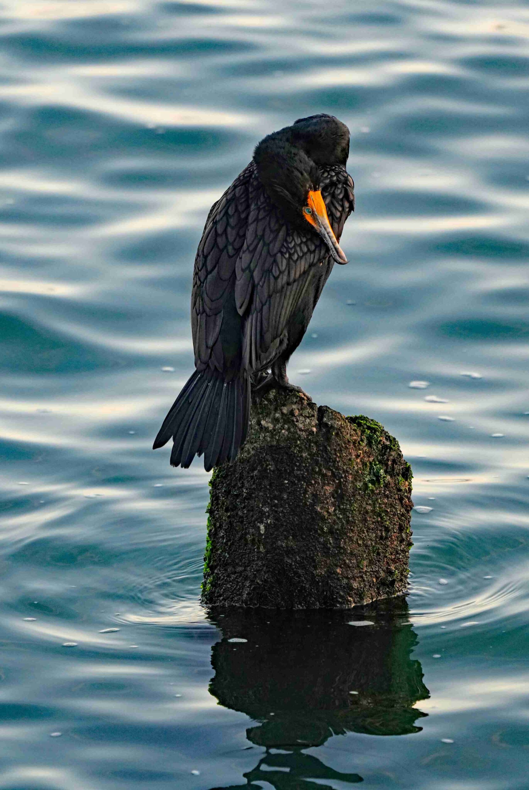 Double-crested Cormorant