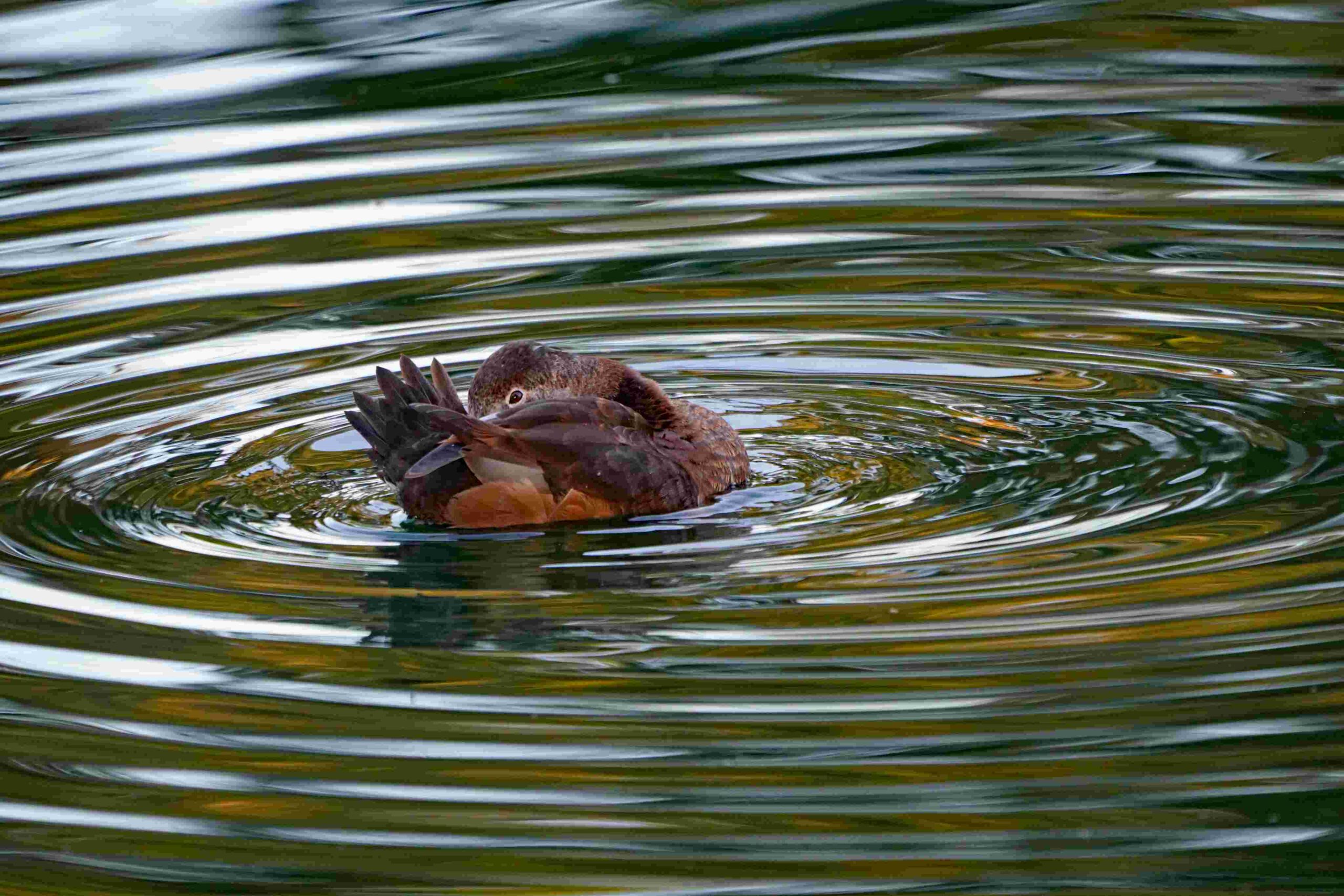 Ring-necked Duck
