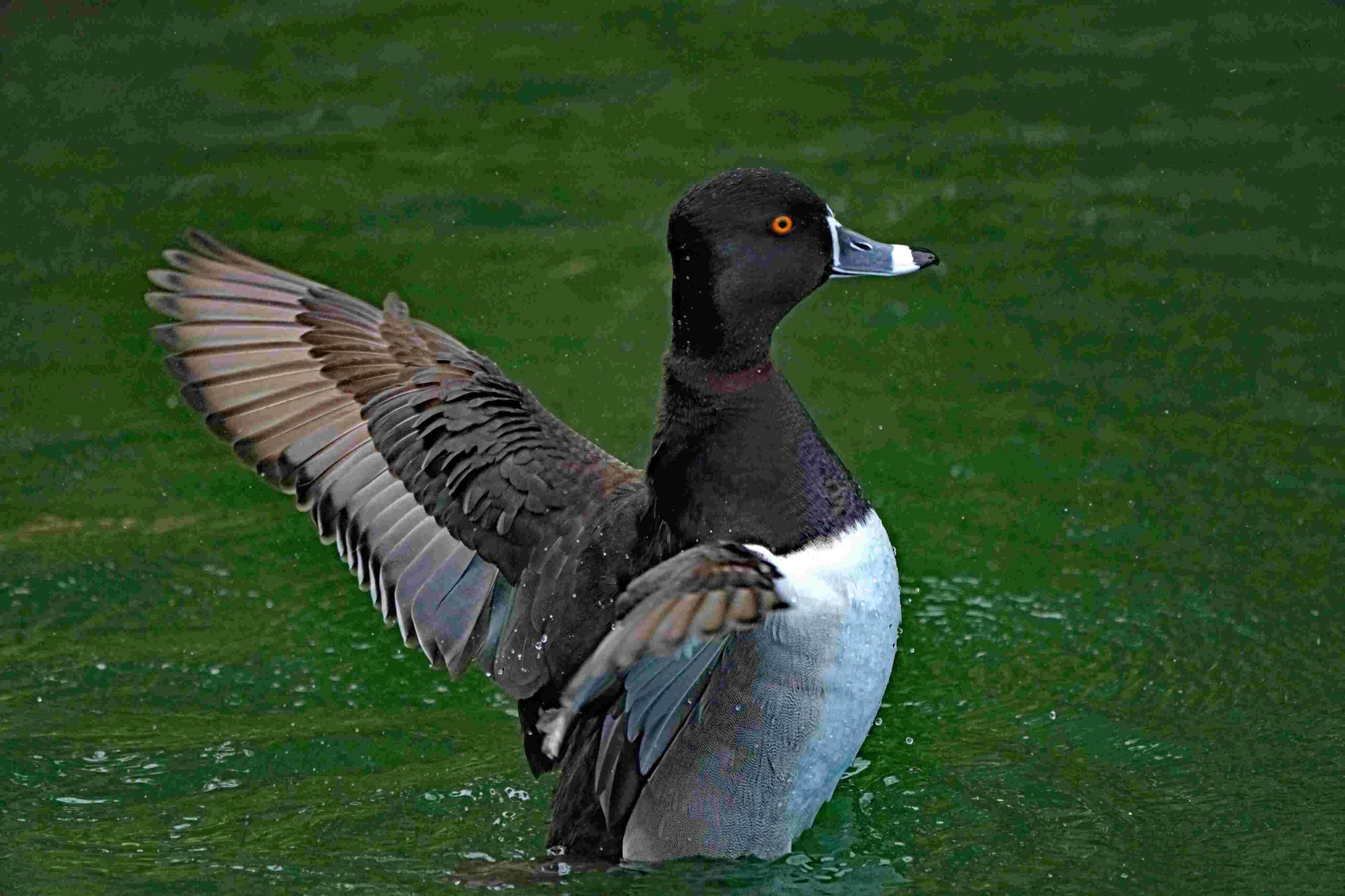 Ring-necked Duck